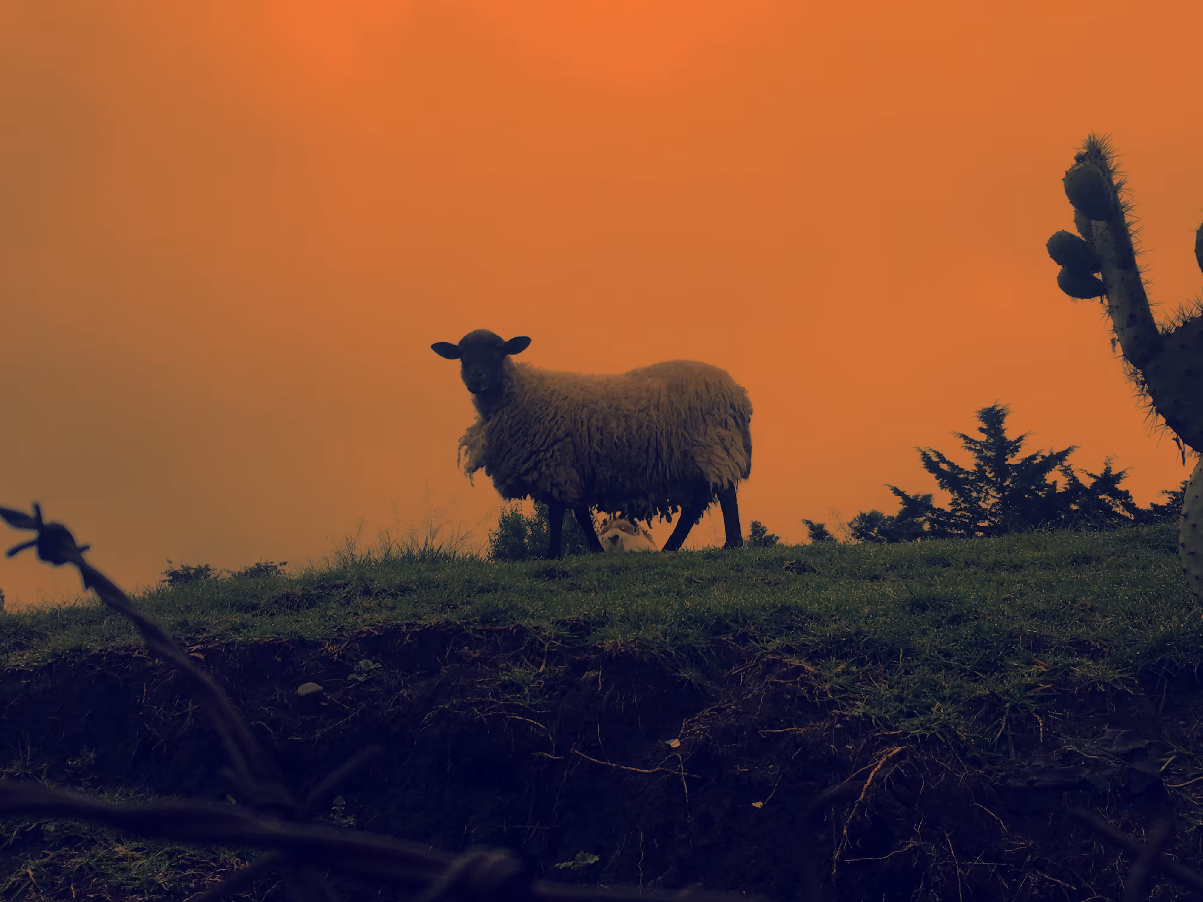 Sheep
