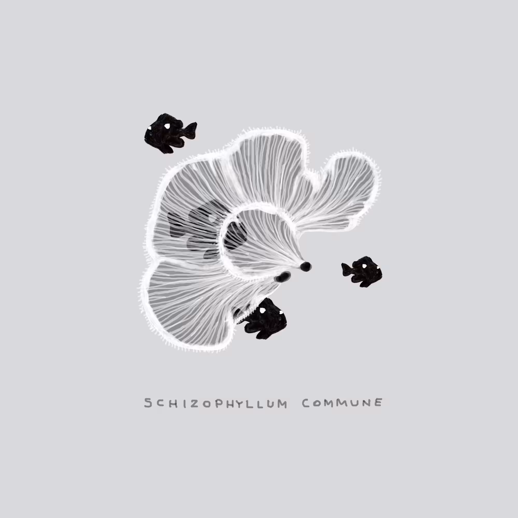 #1 FISH - Schizophyllum Commune
