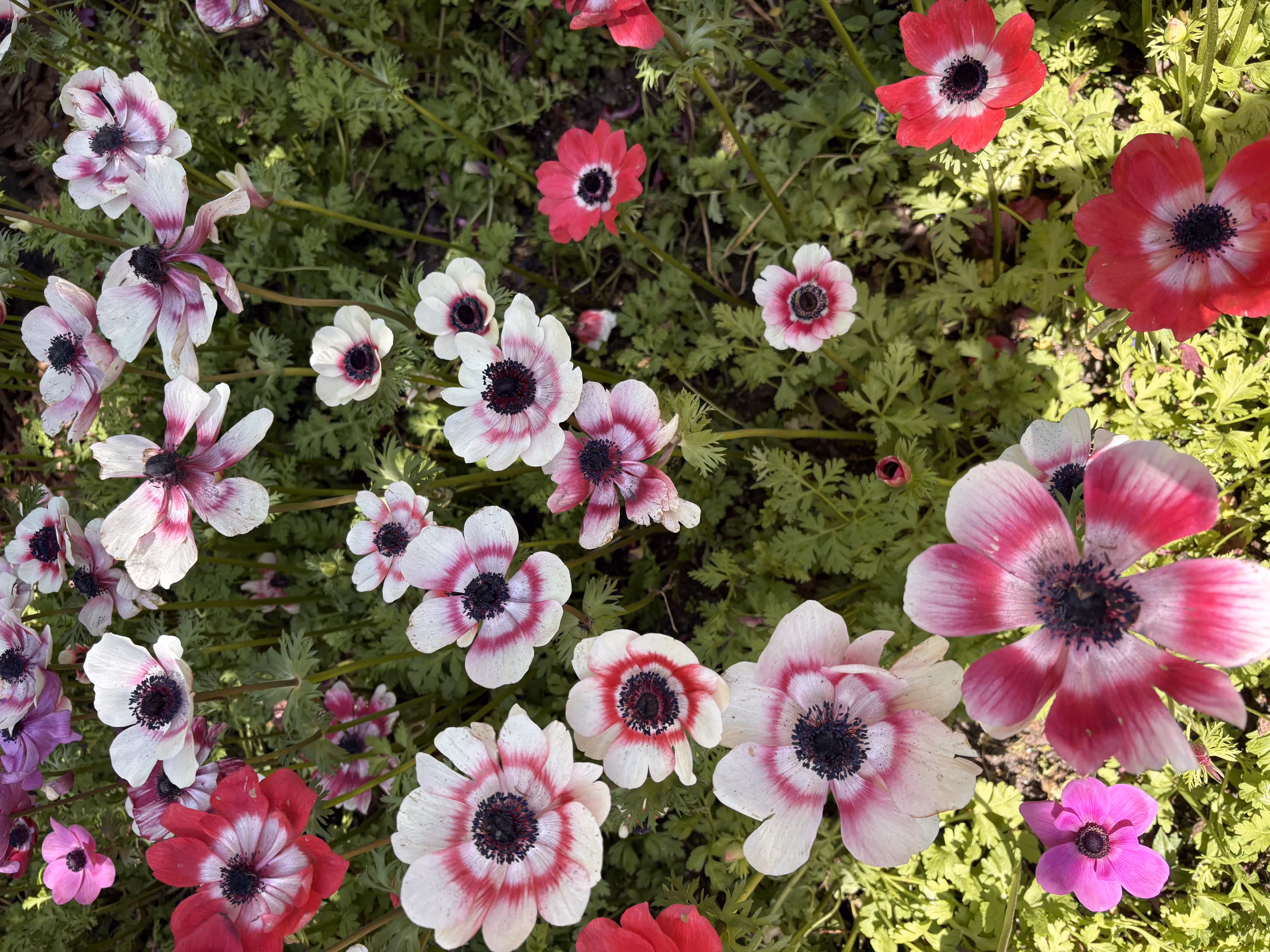 Flower Power 3210716042025520