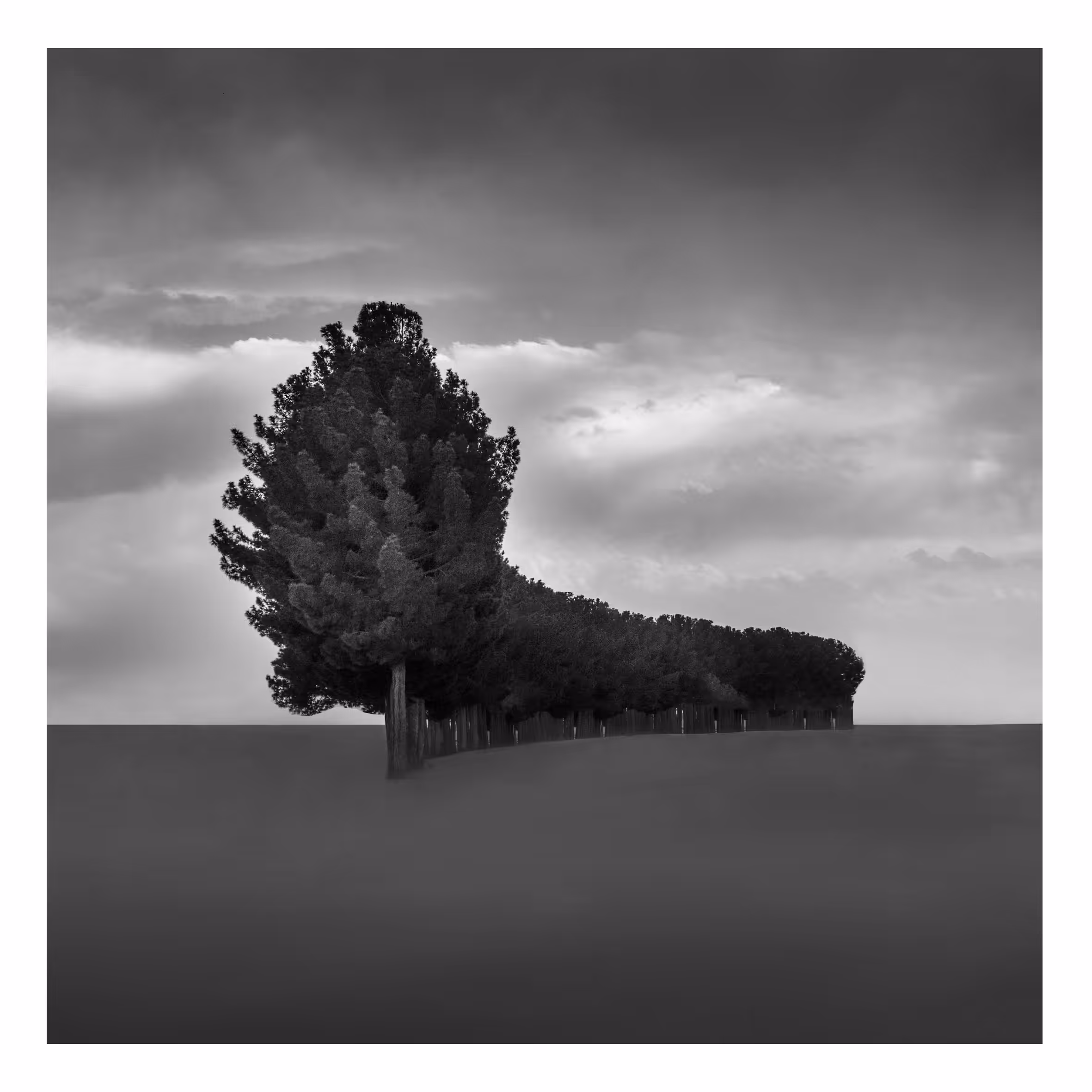 Tree line