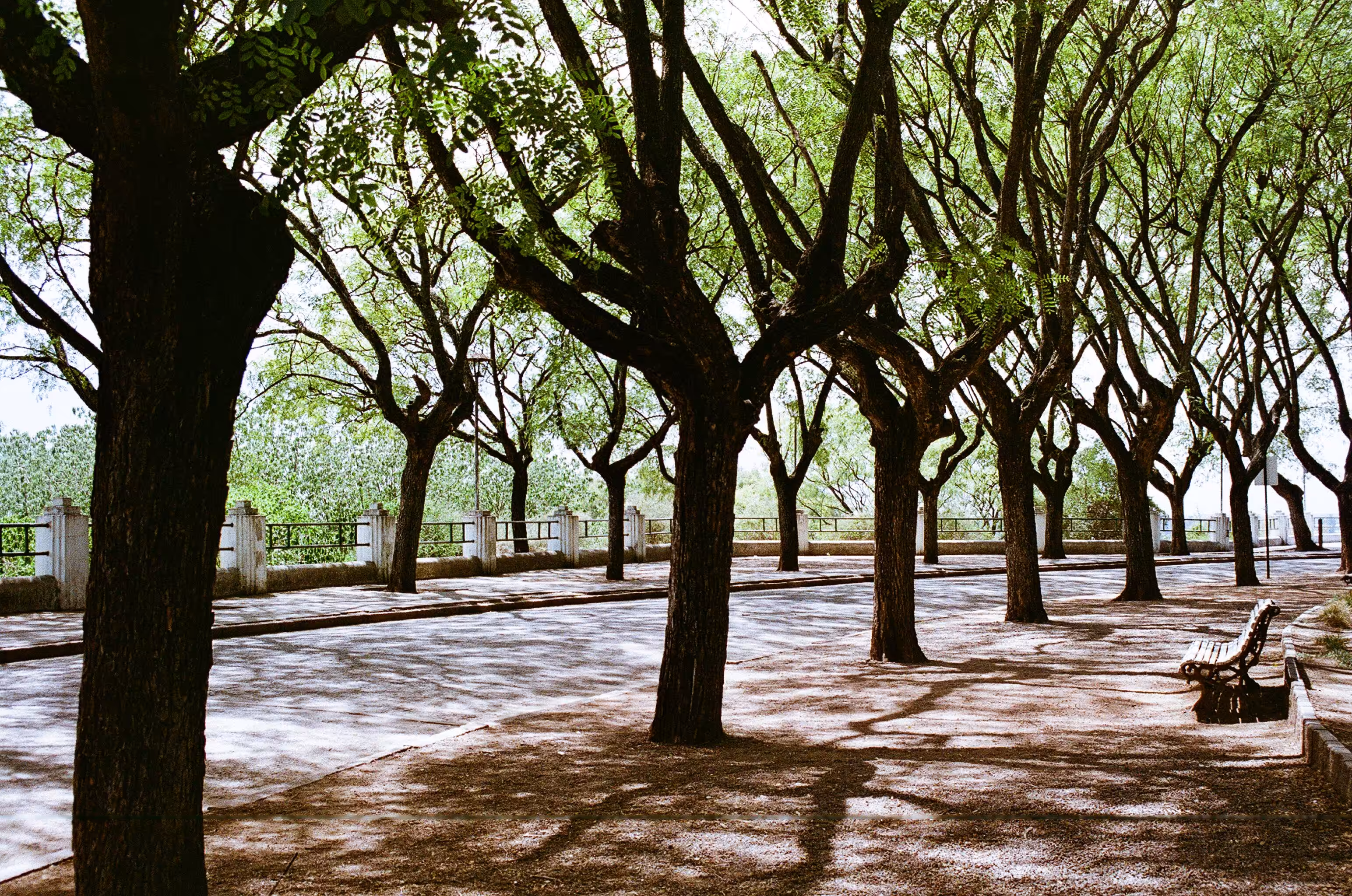 tree path #2