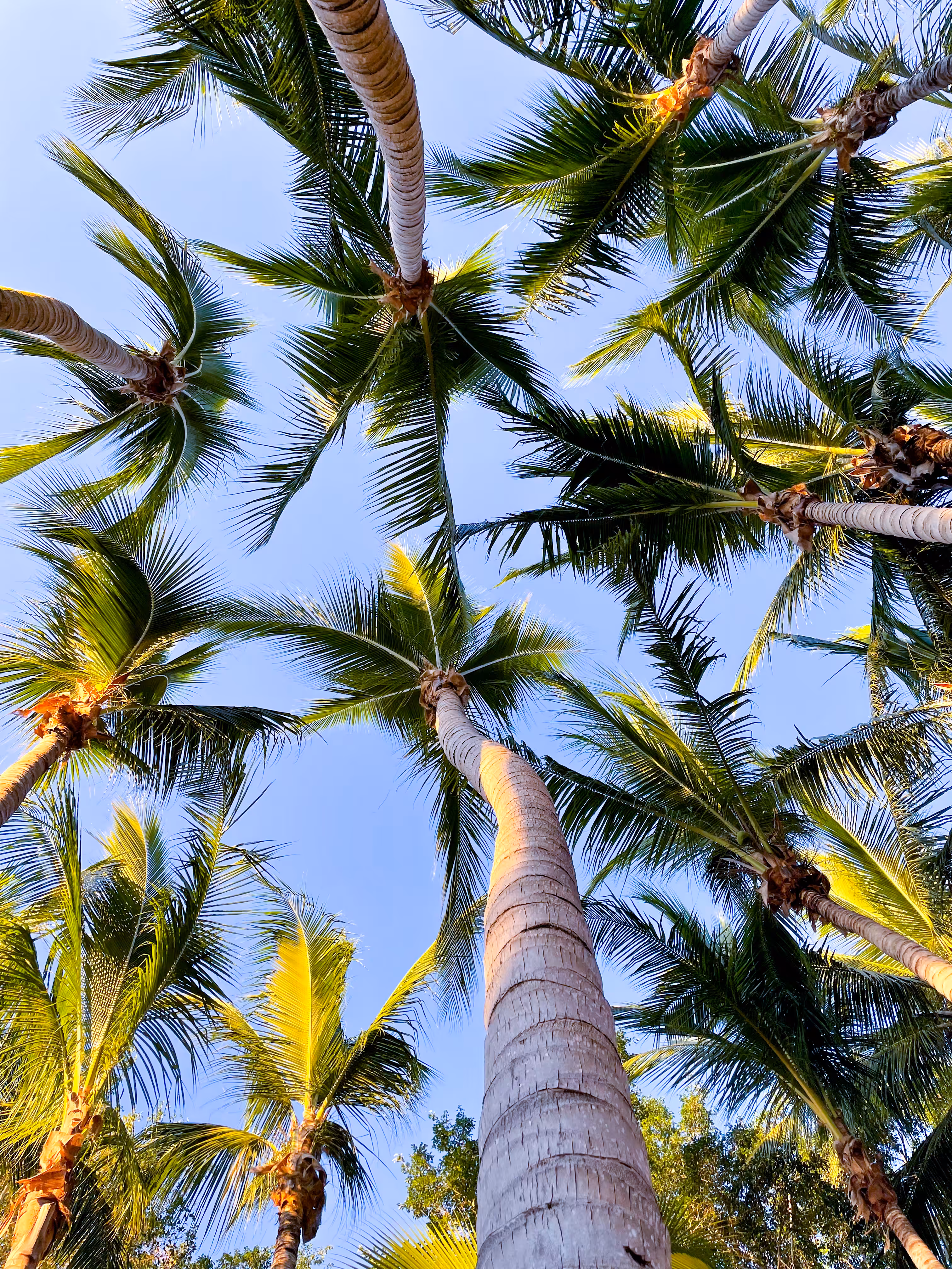 Under The Palms