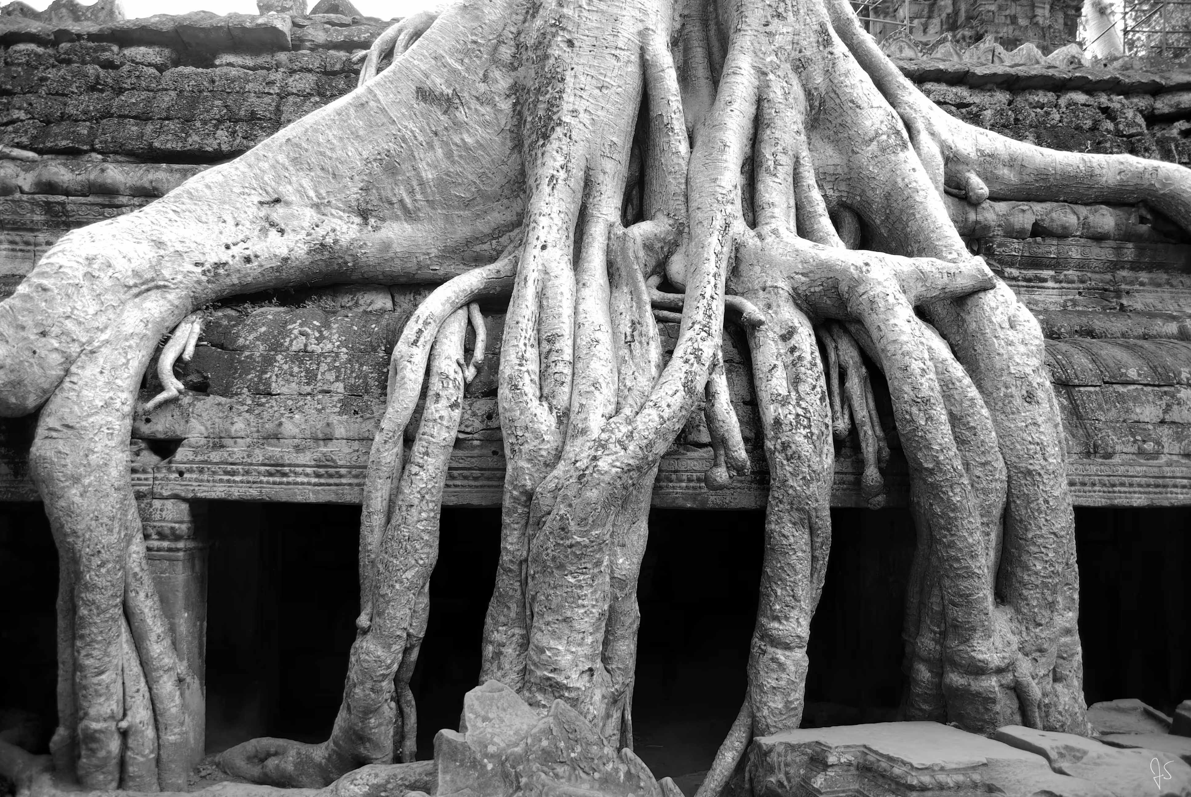 Roots