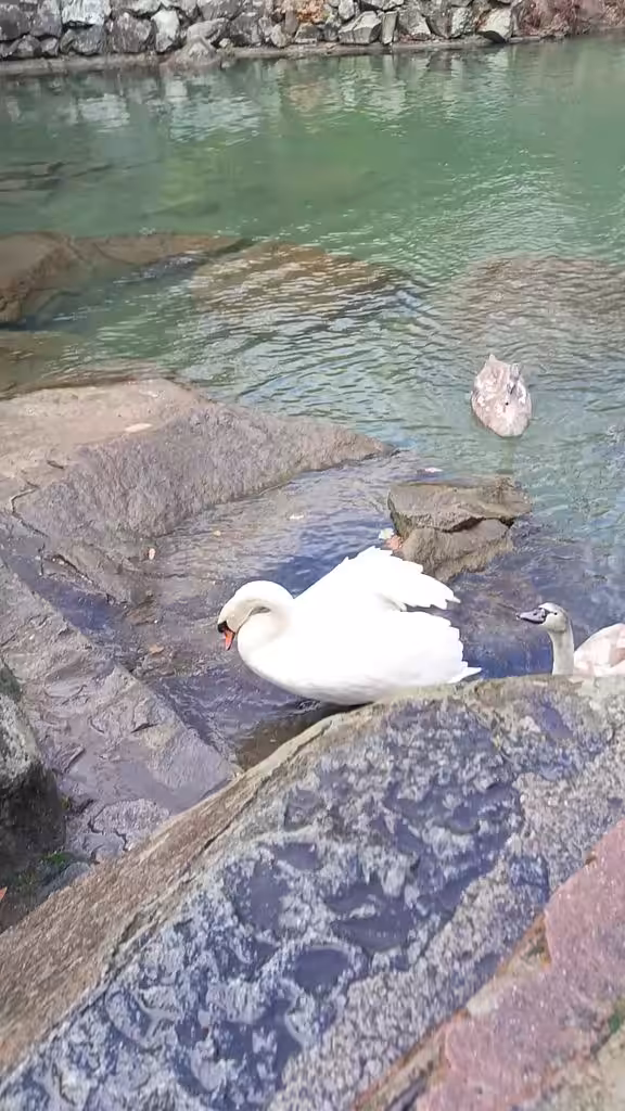 Swan family