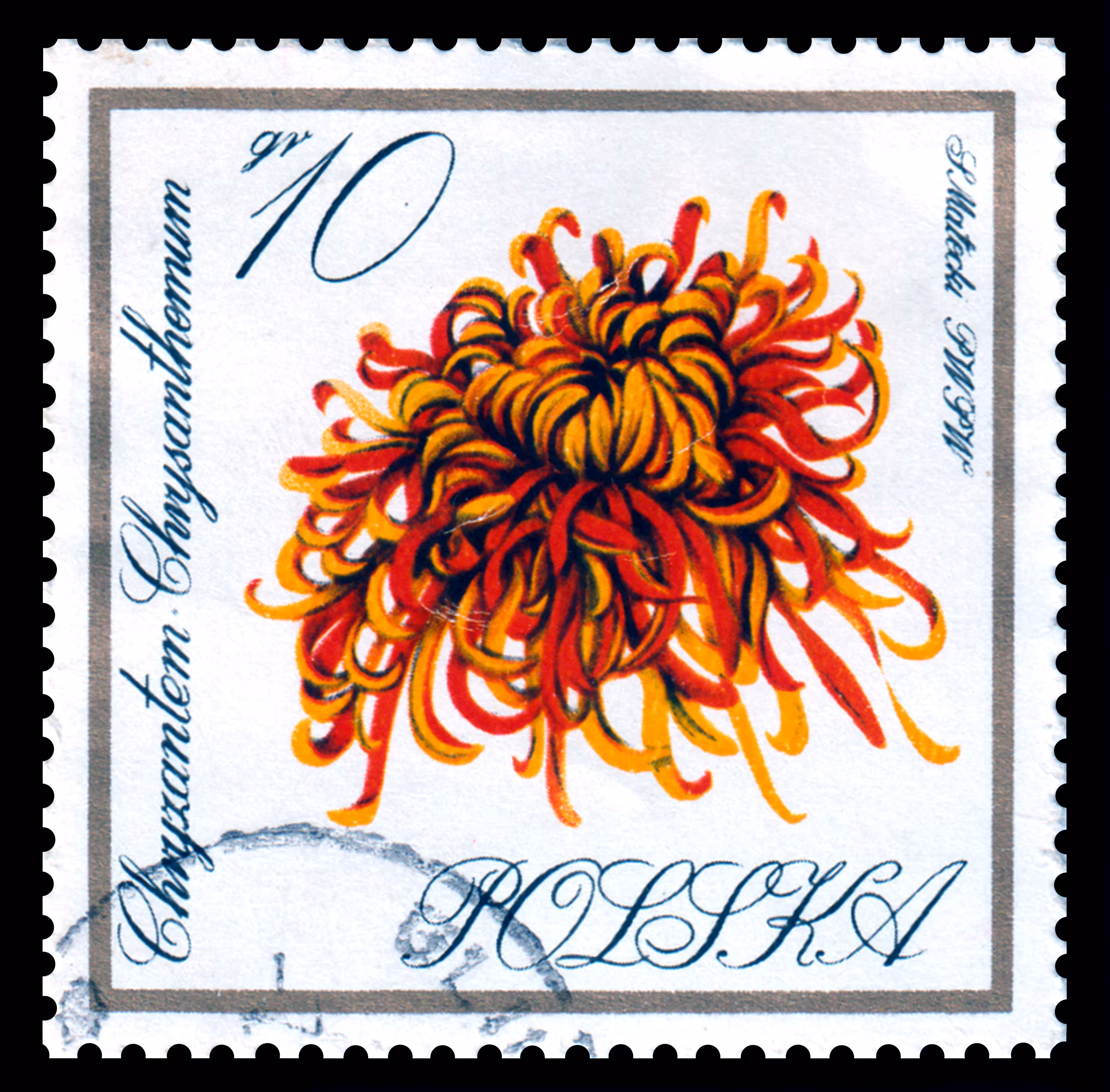 Postage stamp"Chrizantema - Chrysanthemum ". Polska. 1966. 10 gr.