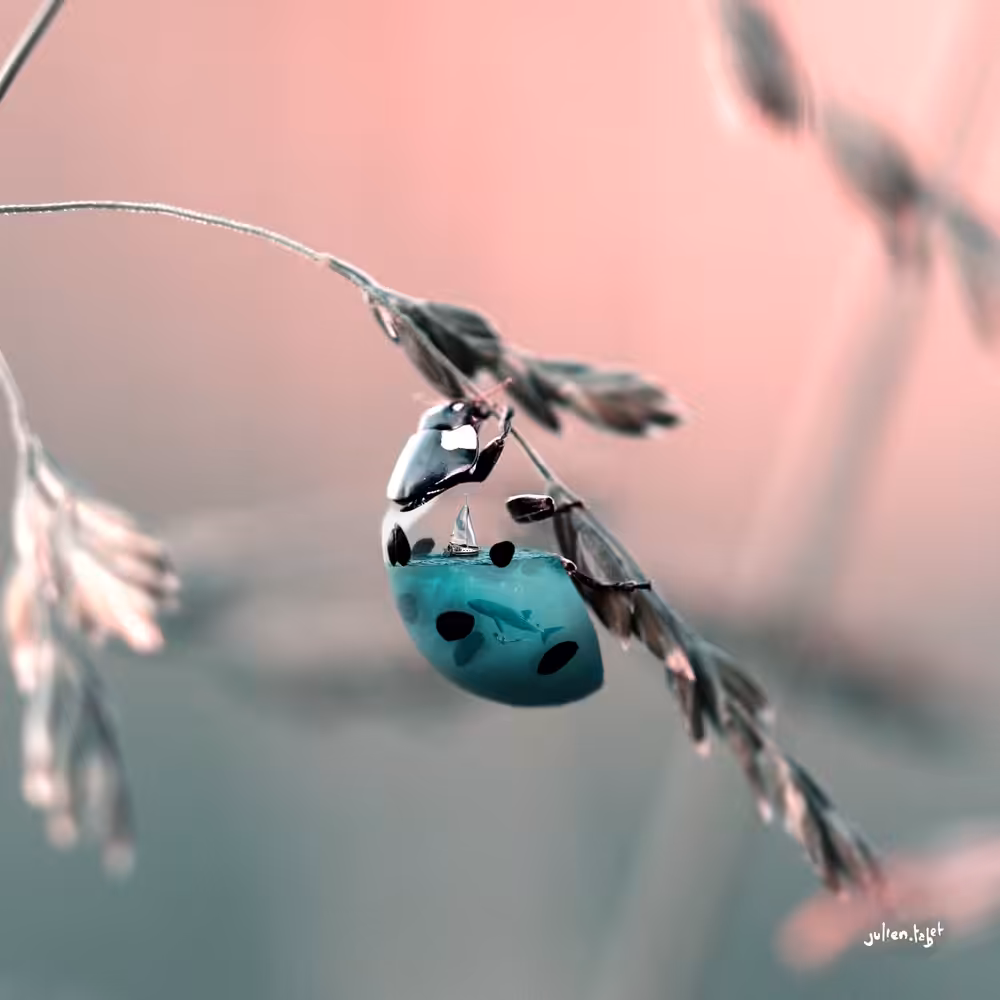 Aquanimal - Ladybug