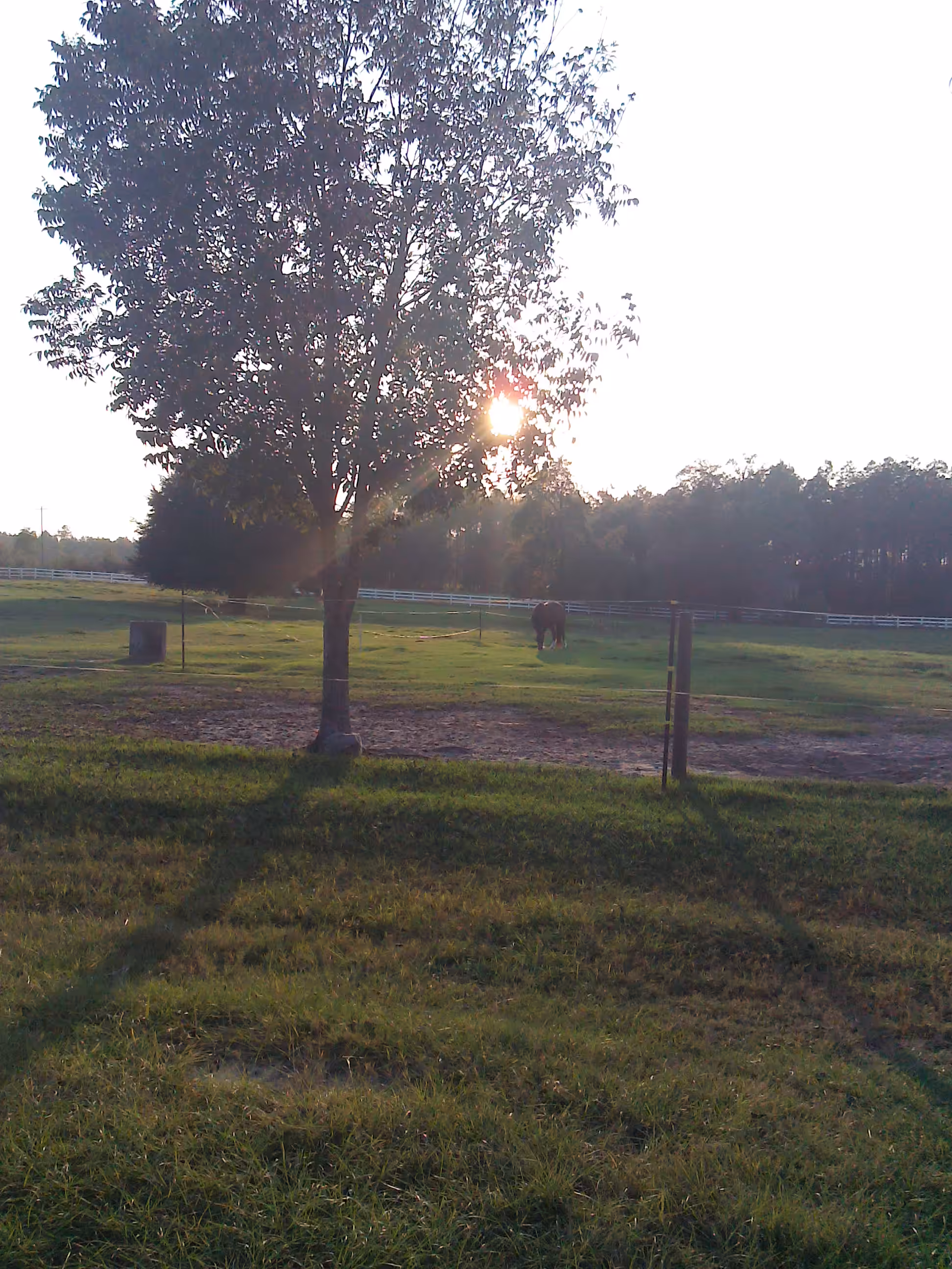 Good Day to be a Horse