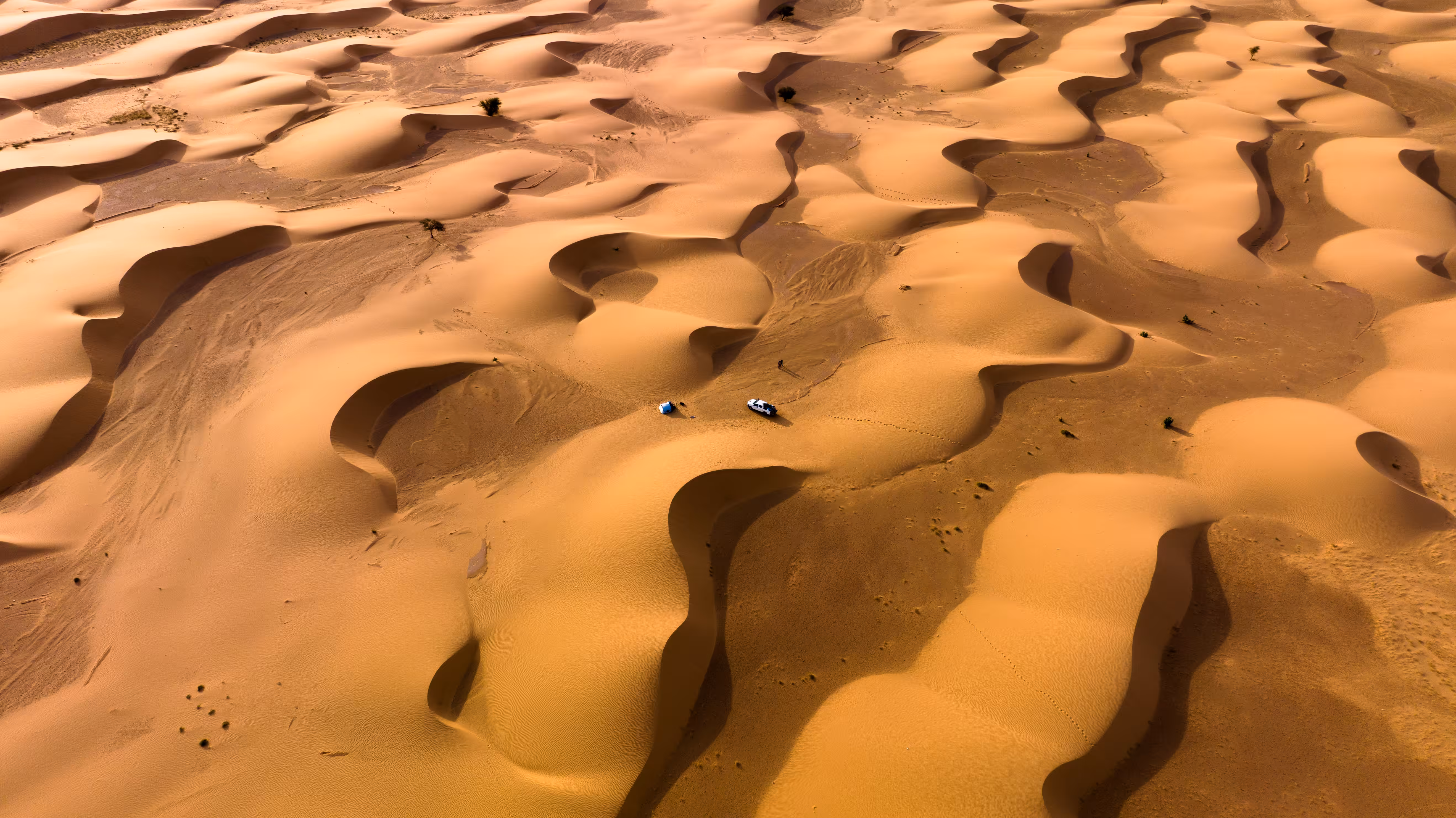 Camel Spiders