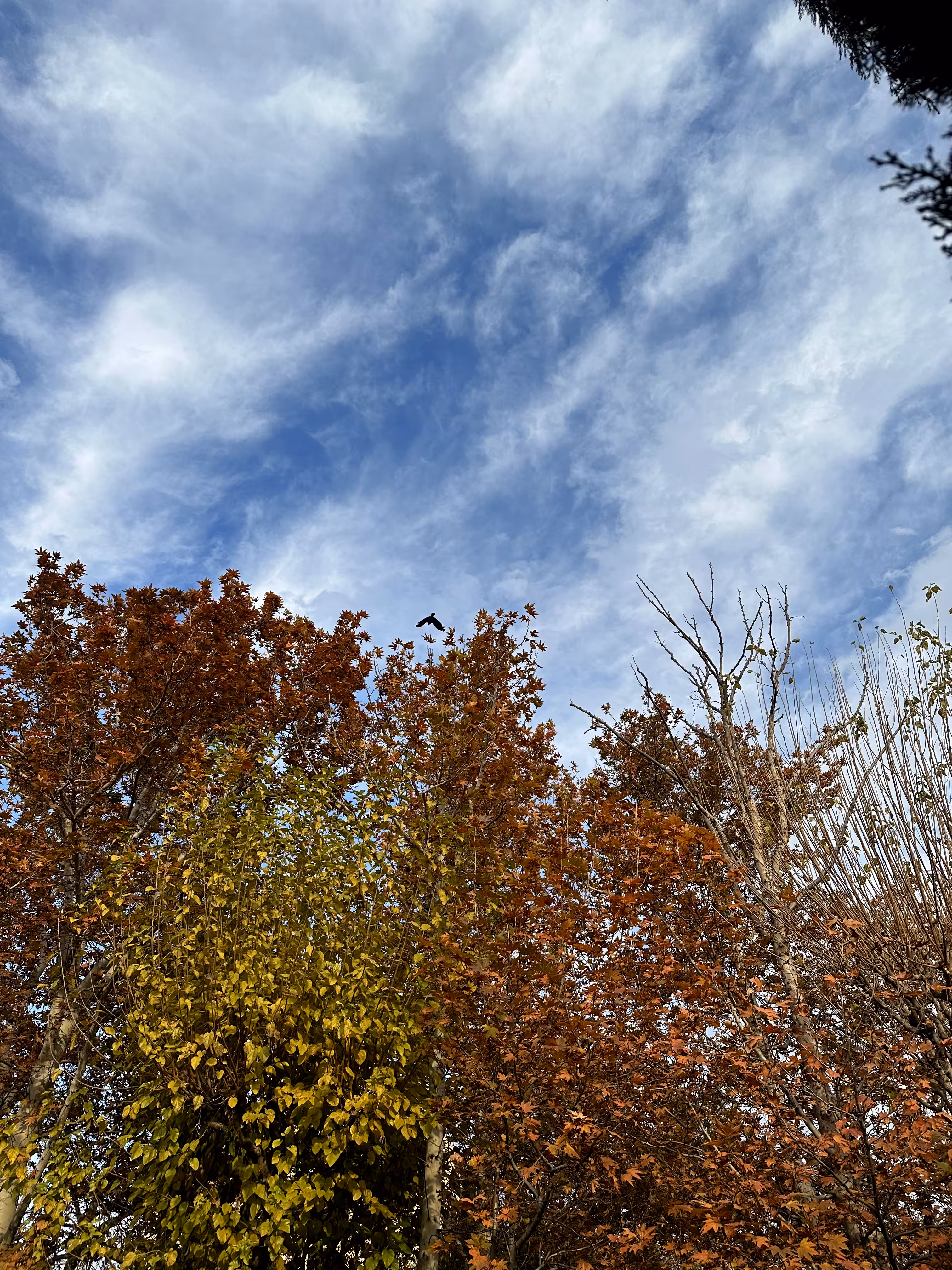 Merrylands.Photography: Merry-Photo 36