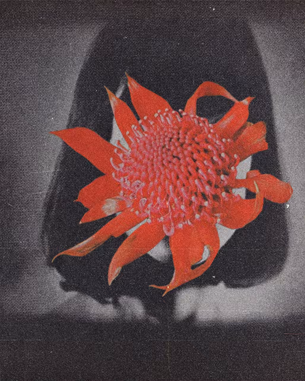 BLOOMING