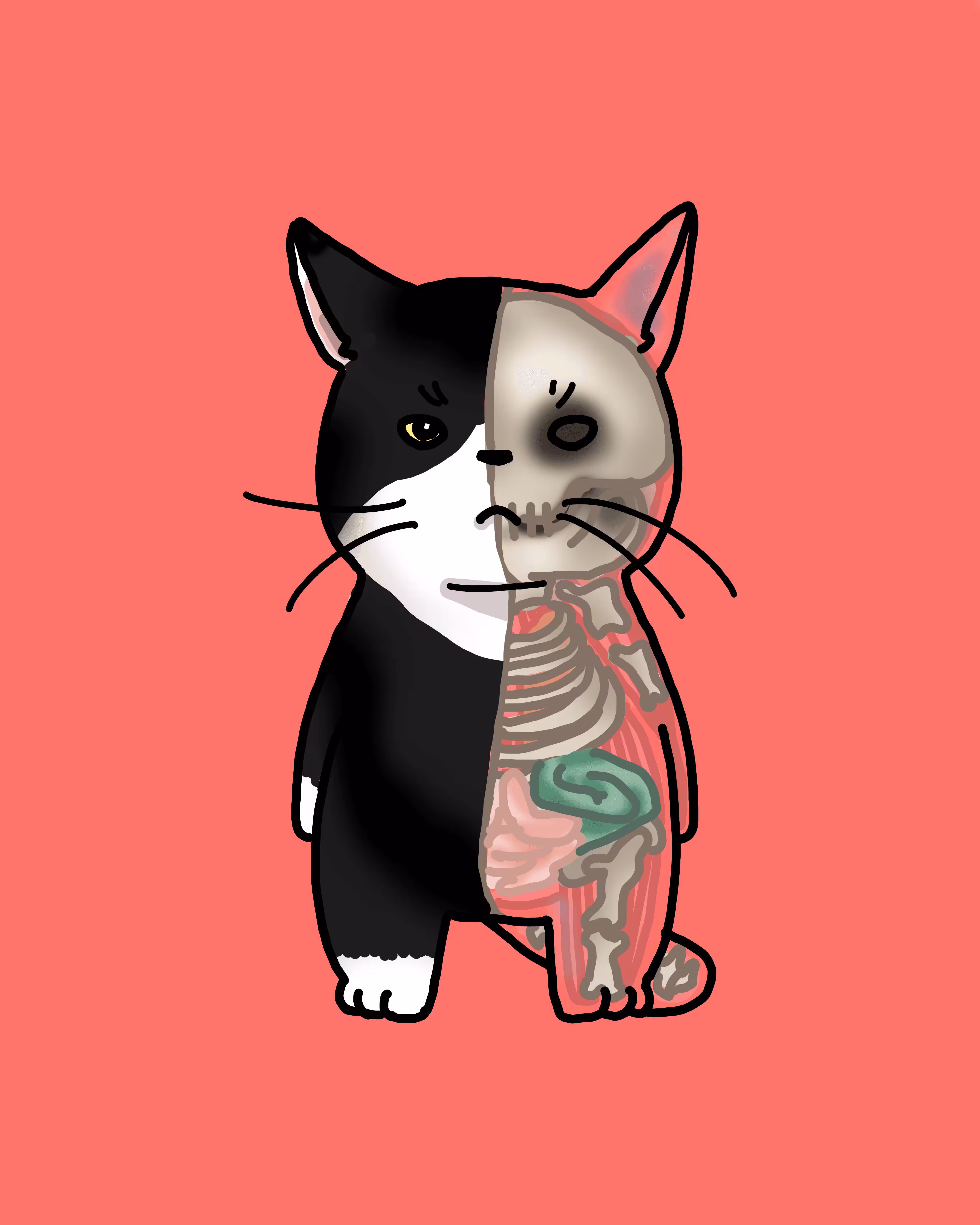 Everything about fat cats - Anatomy