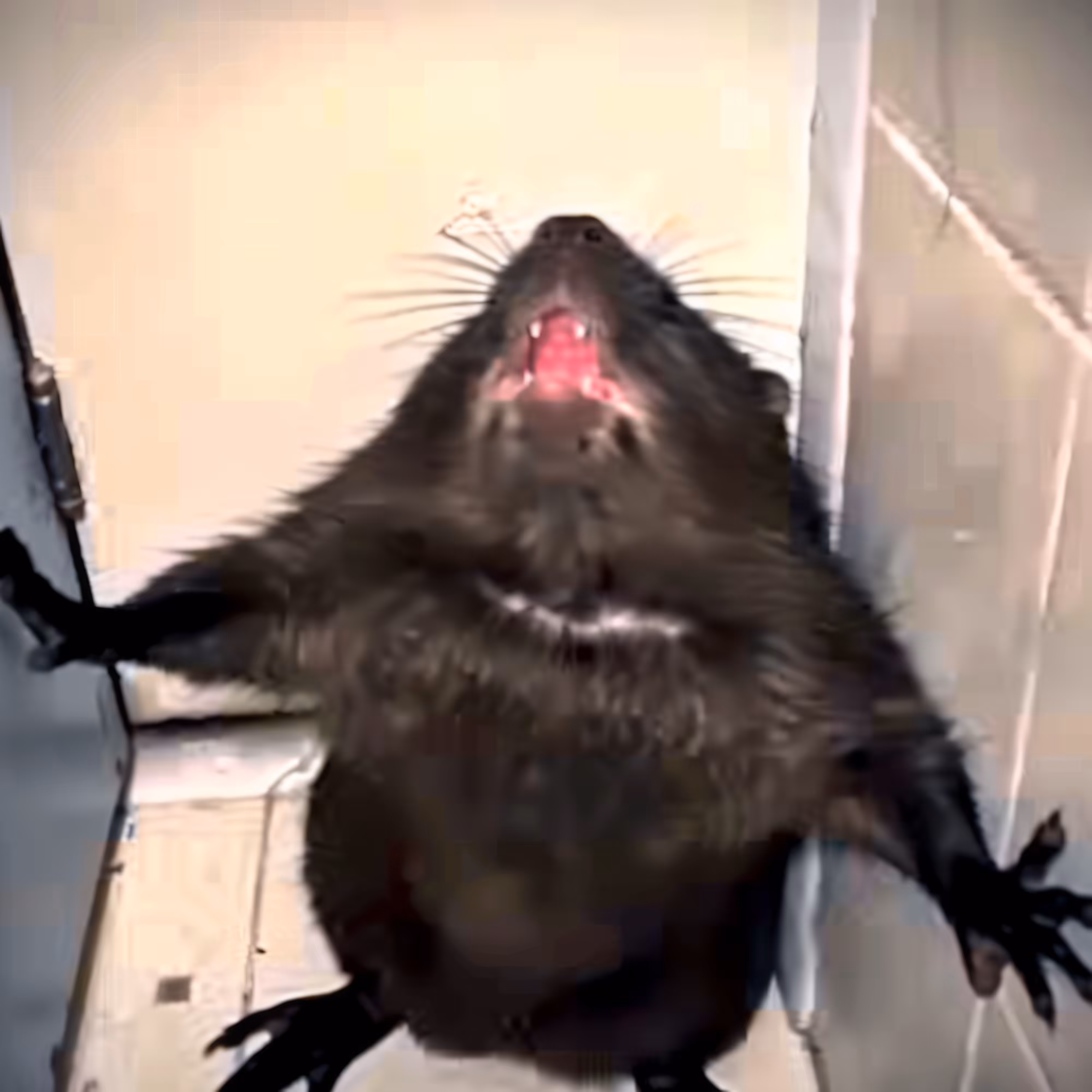 BAD JPEGs: Cornered-Rodent