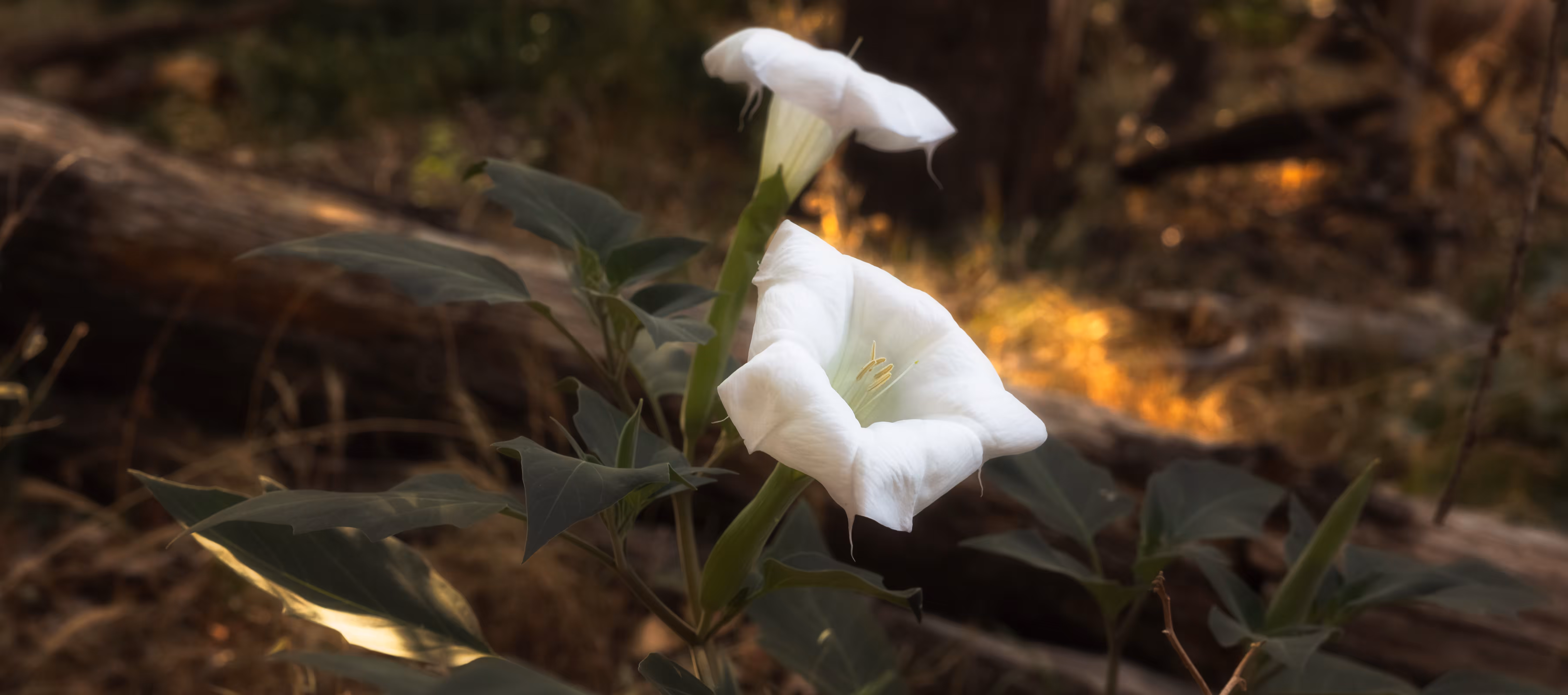 Lily Glow