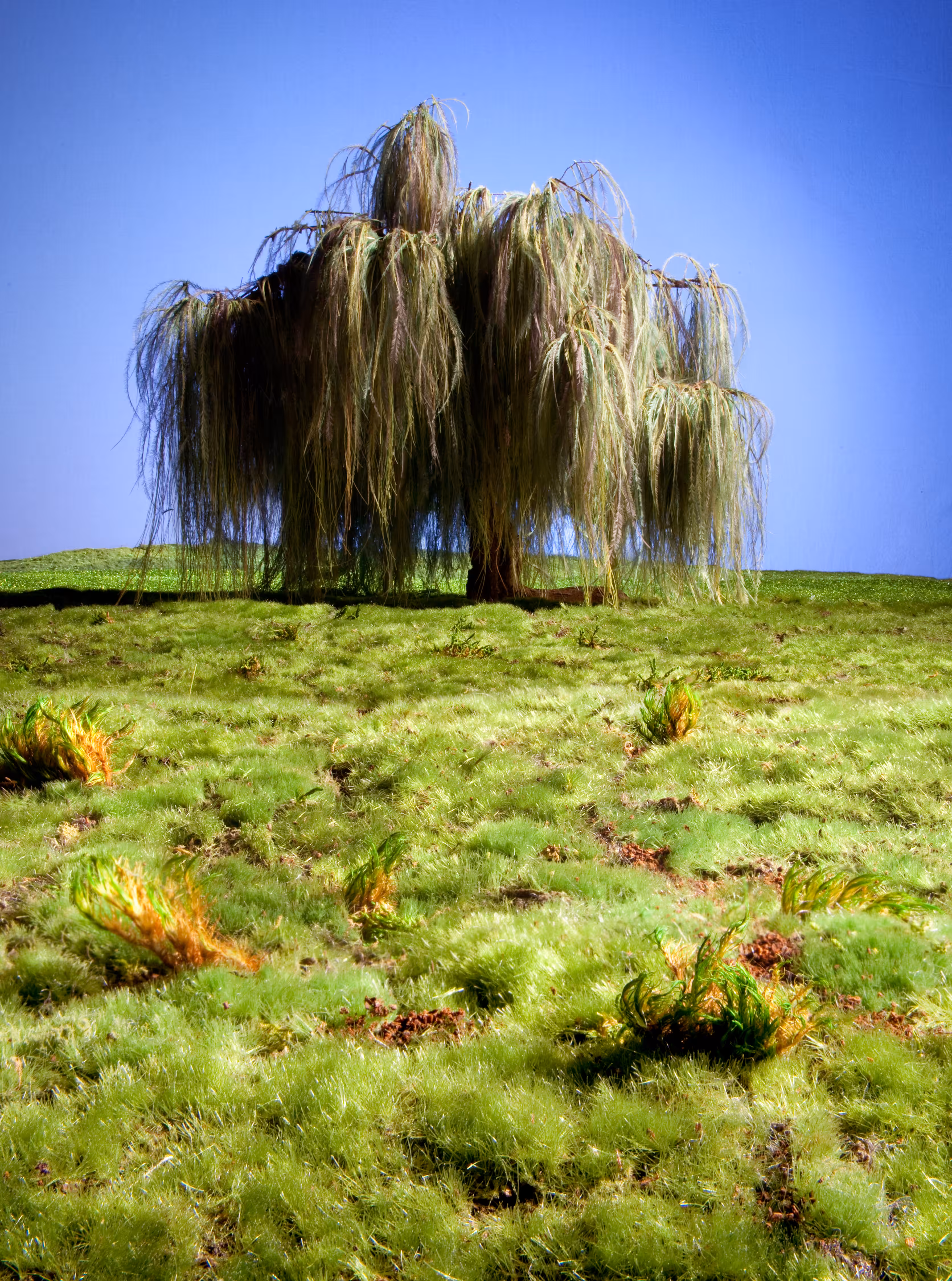 Strange Worlds - Willow Study