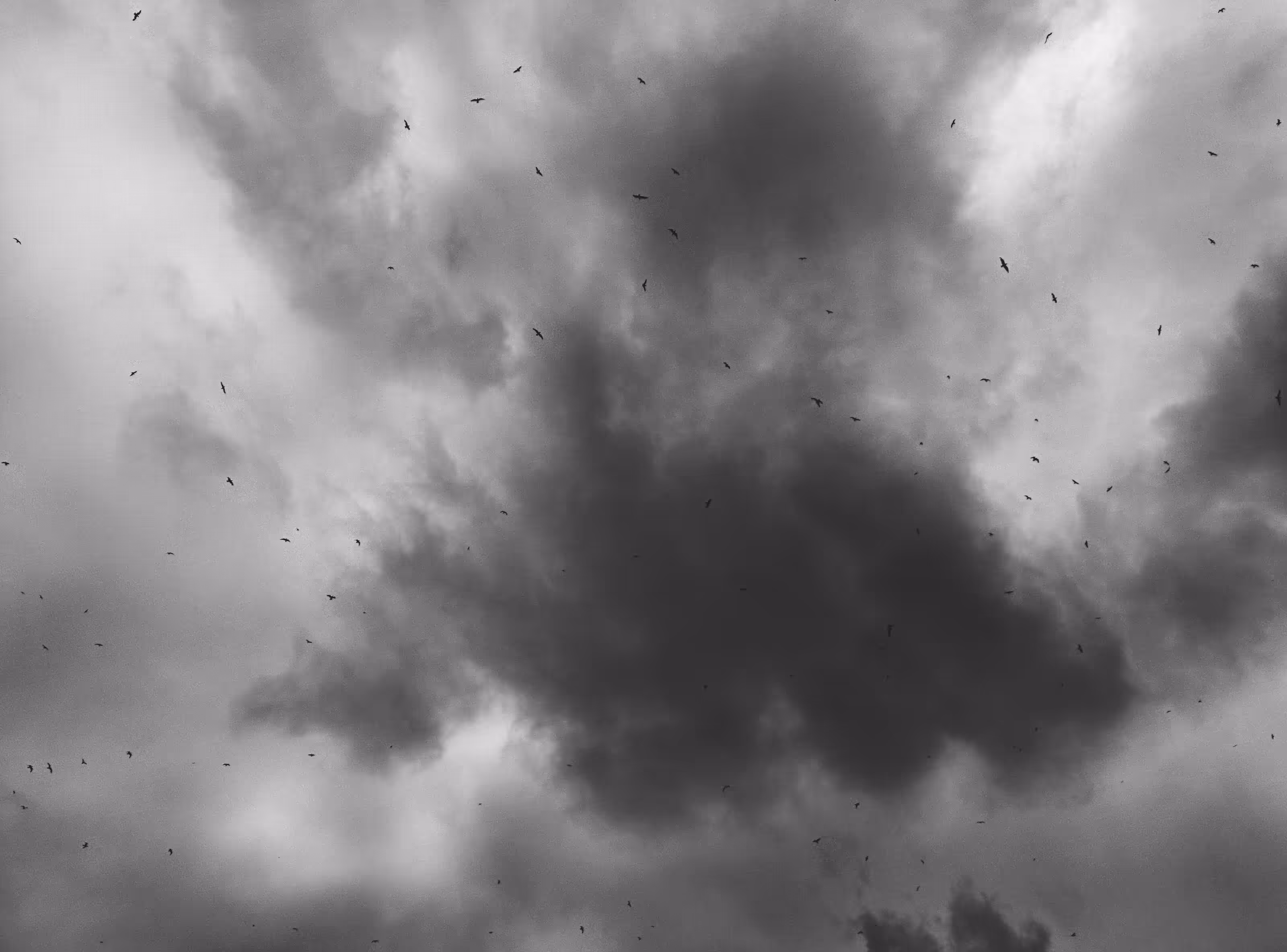 The Birds