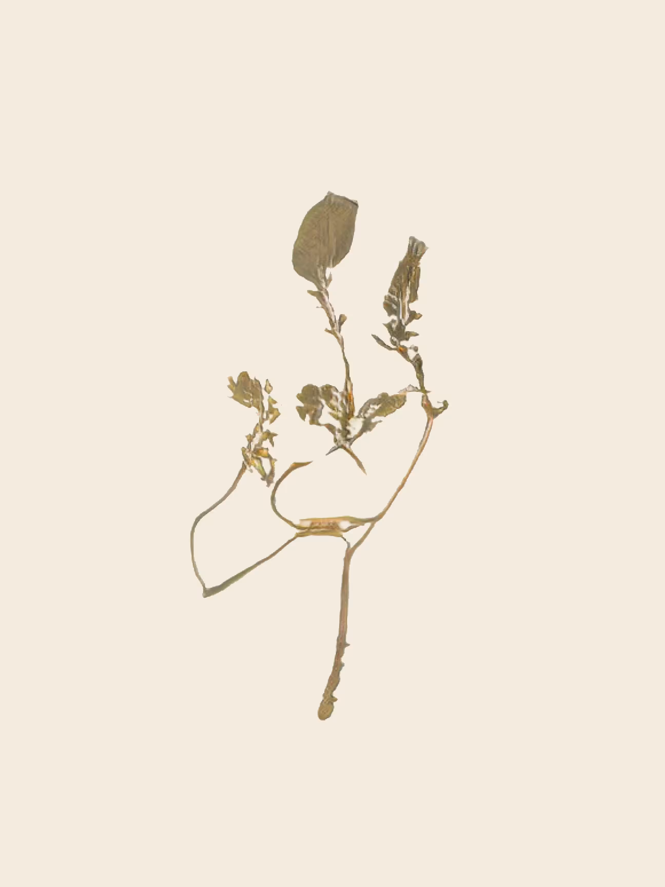potential herbariums: ruscus plicata (groseillier sanglant) (study)