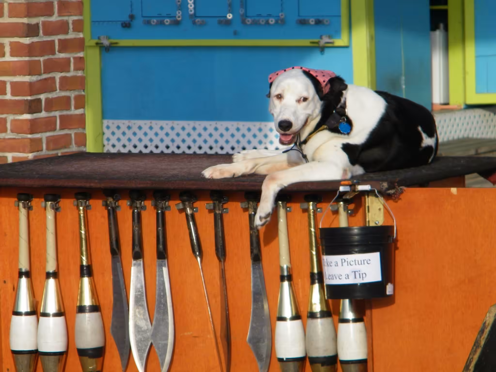 No dogs were harmed