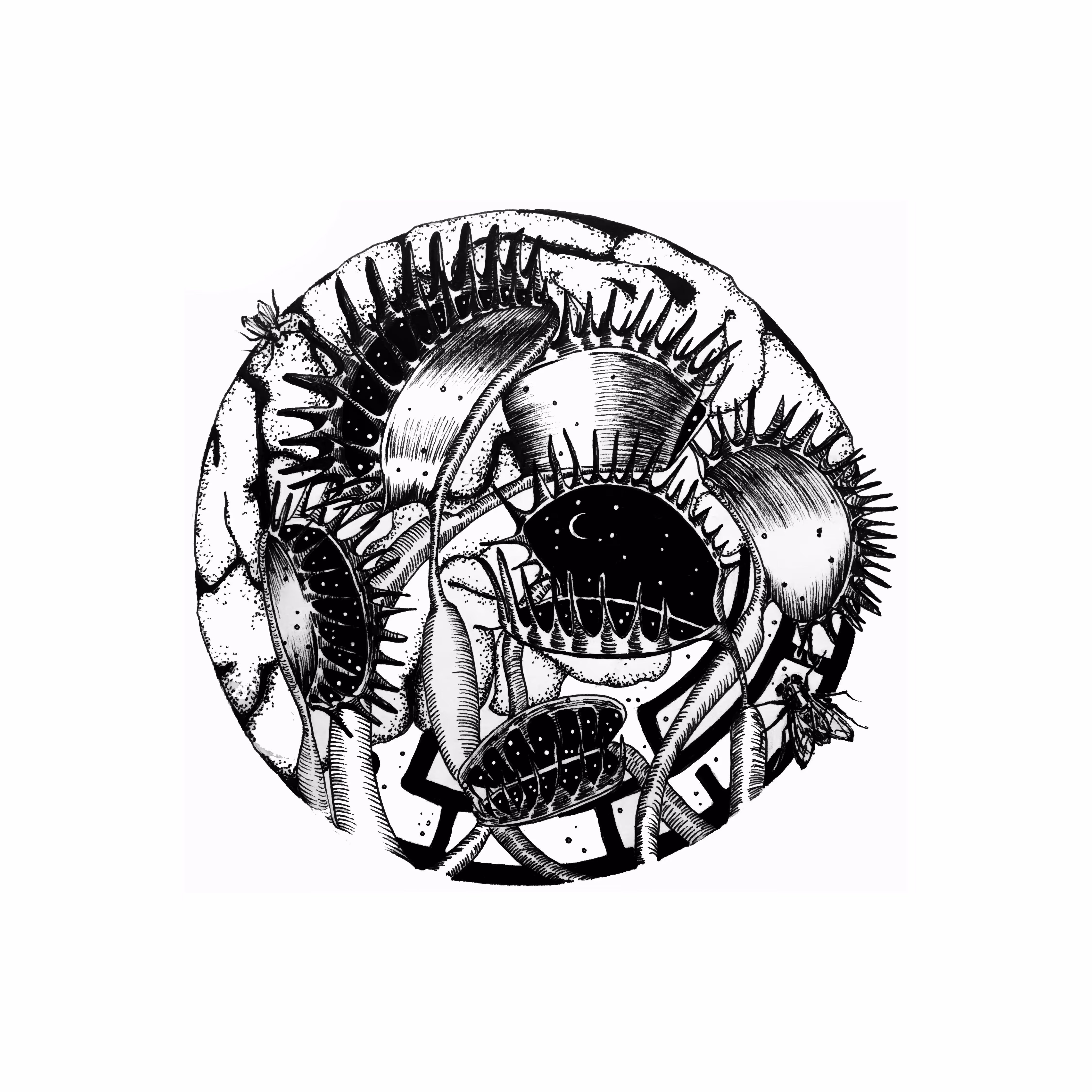 Venus flytrap