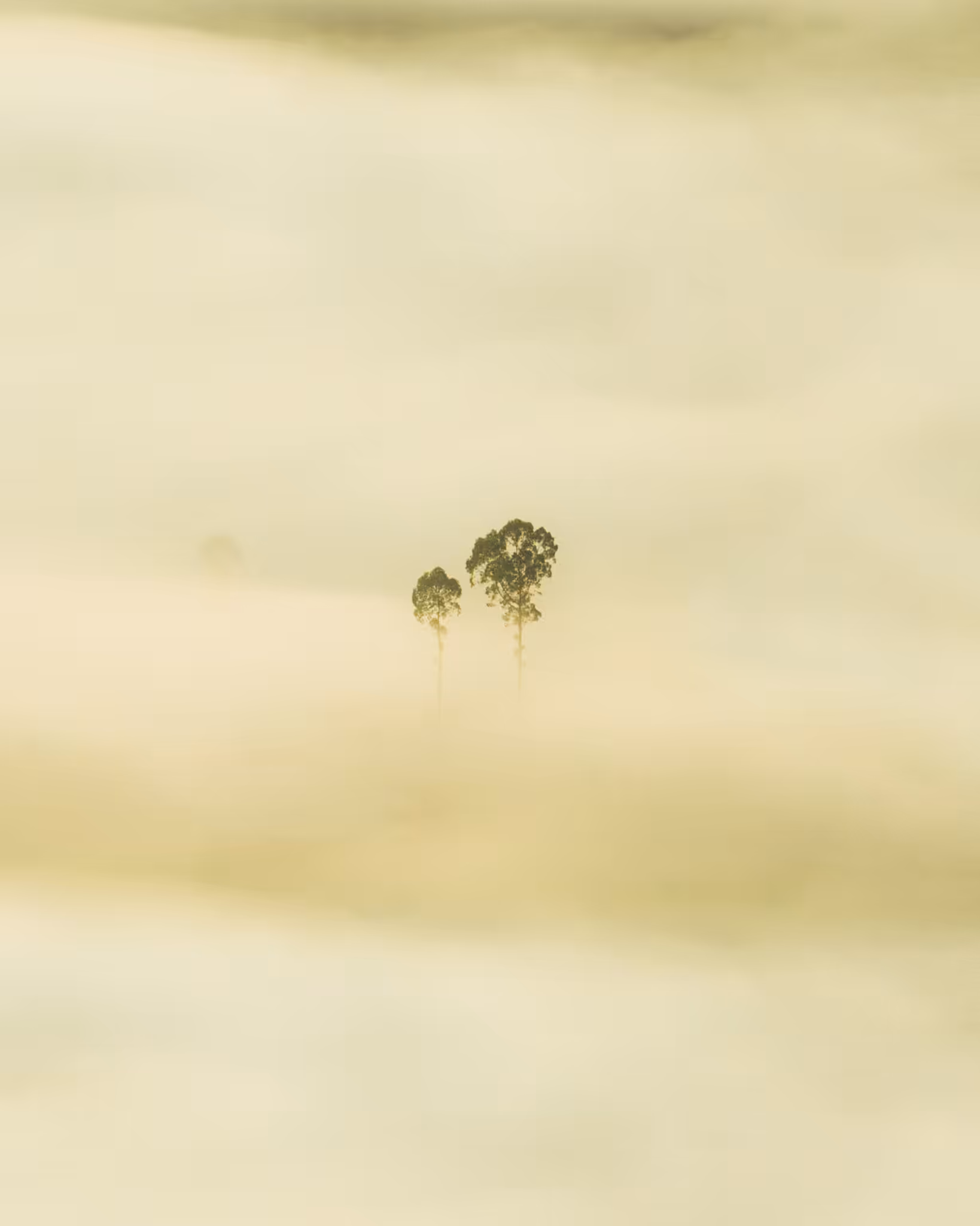 The Last Tree