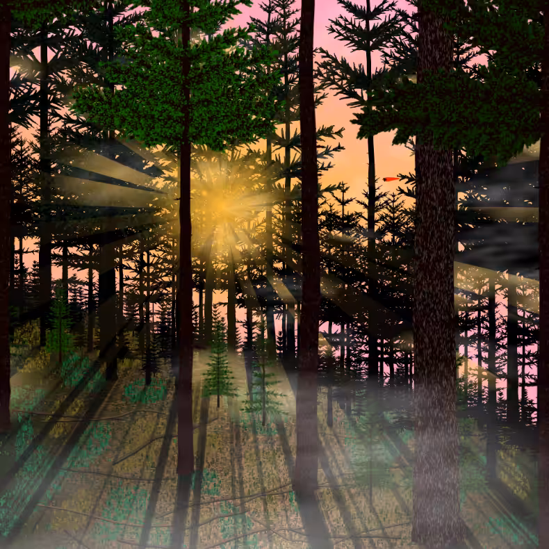 Forest Sunrise #49