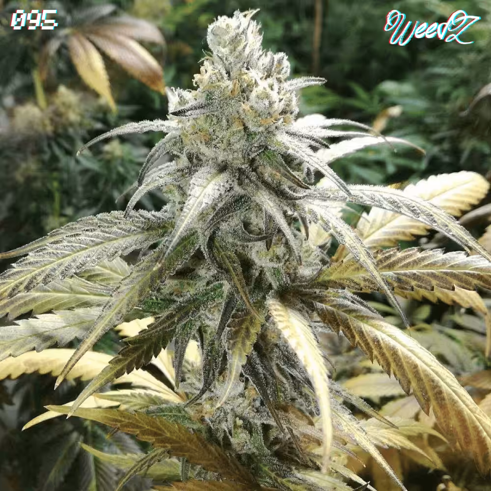 WeedZ - 095 - Amnesia Sativa