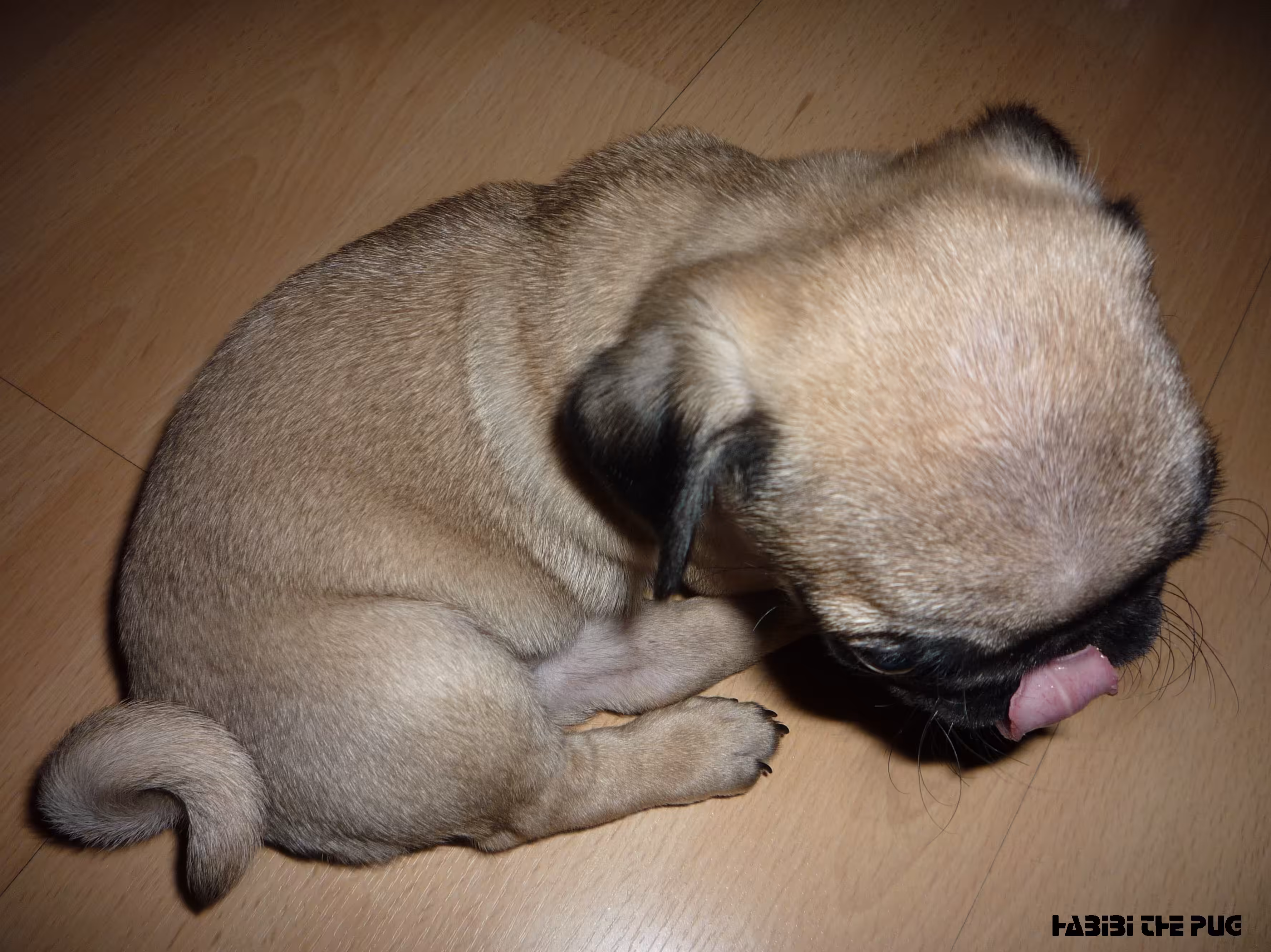Habibi the Pug