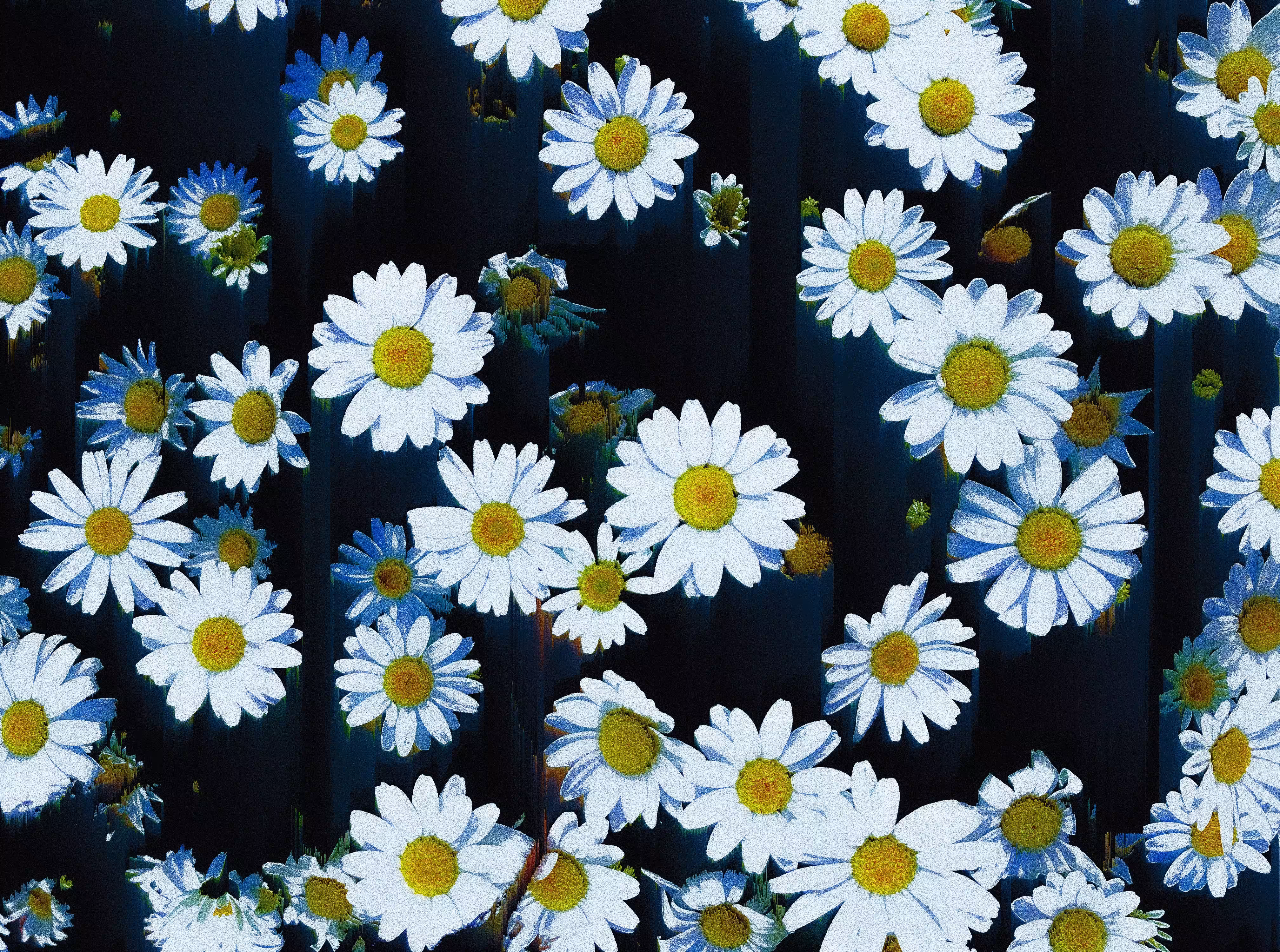 daisy spawn