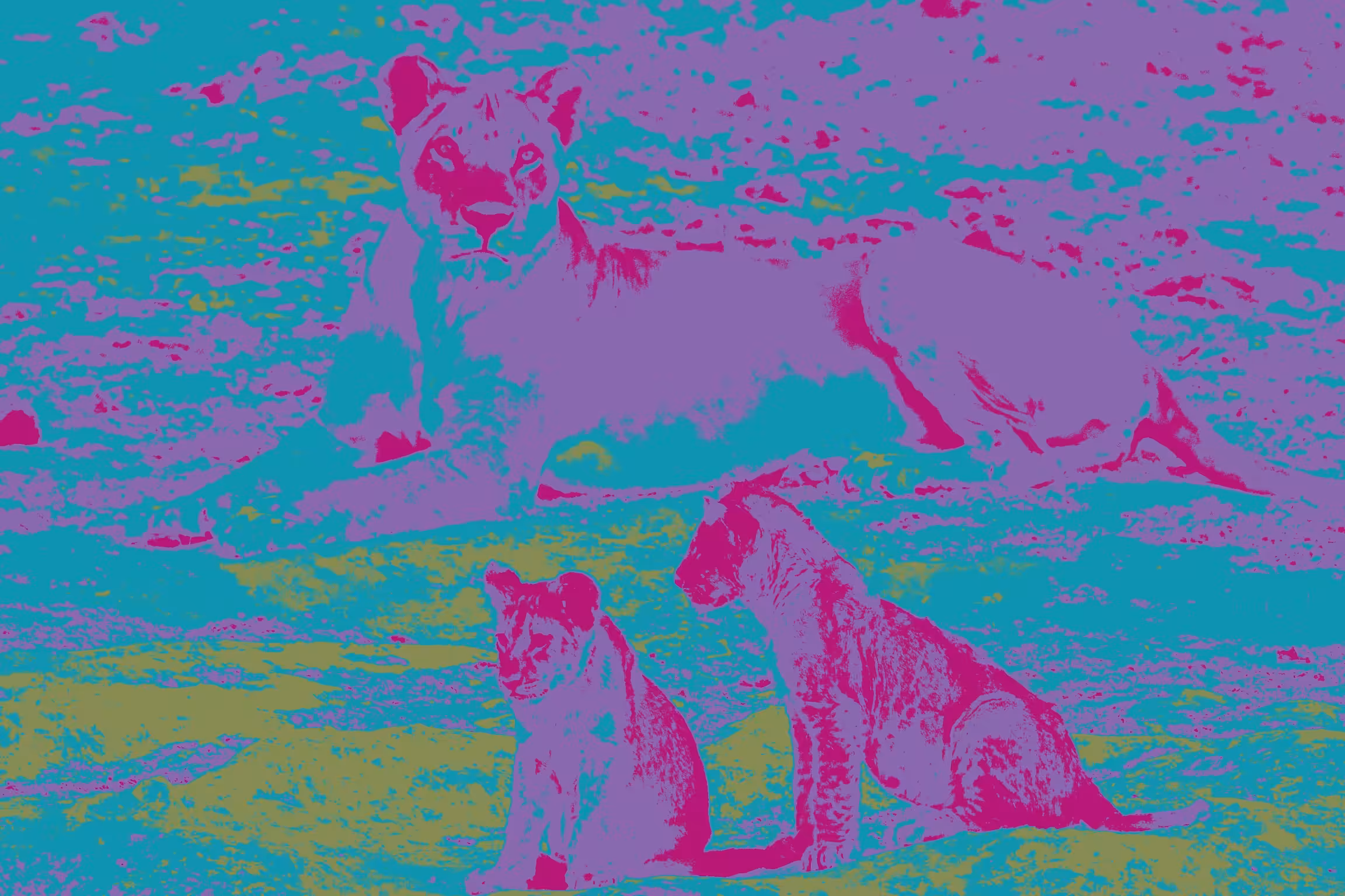 Color lions