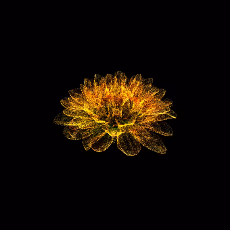 Dahlia Pinnata 30 #222
