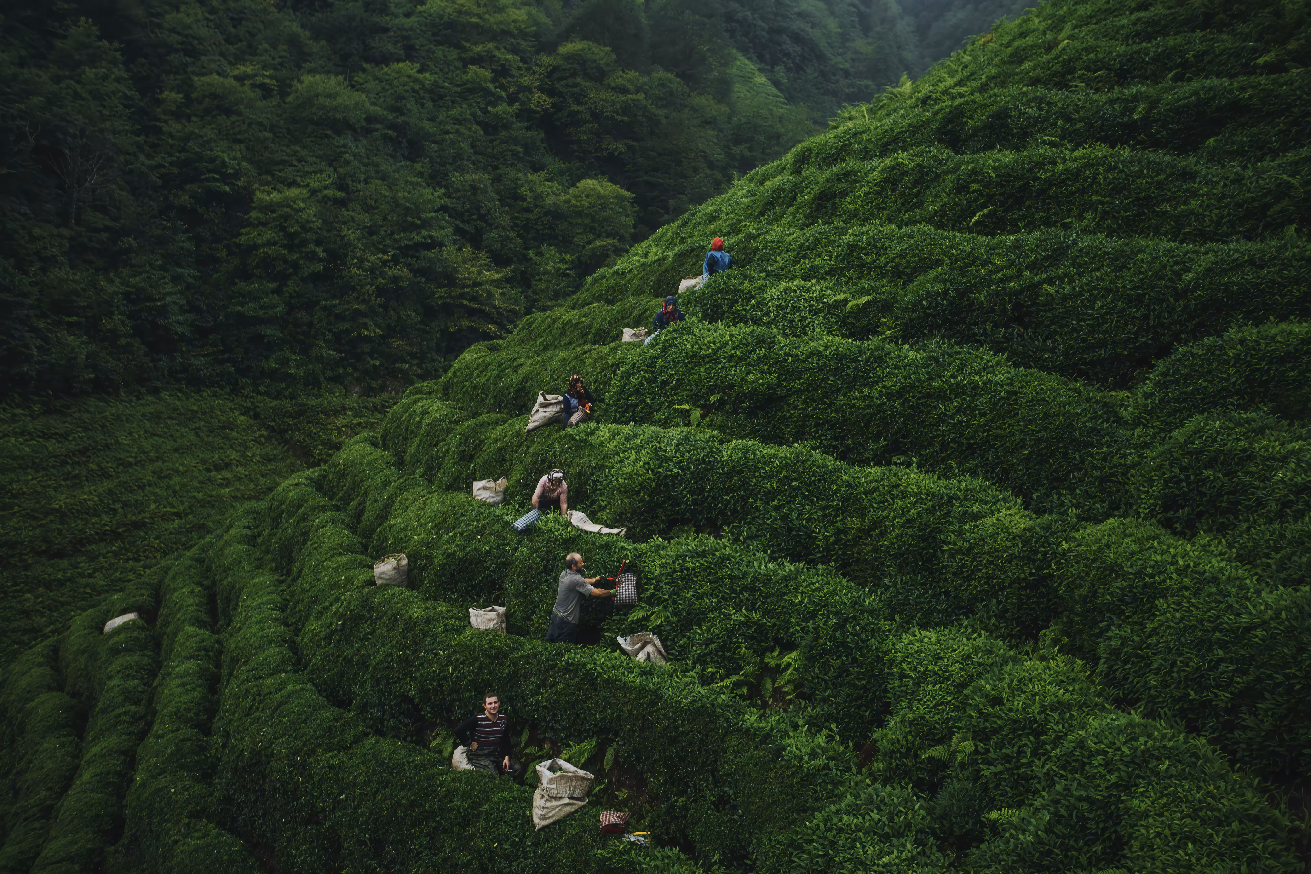 Infinity of Green