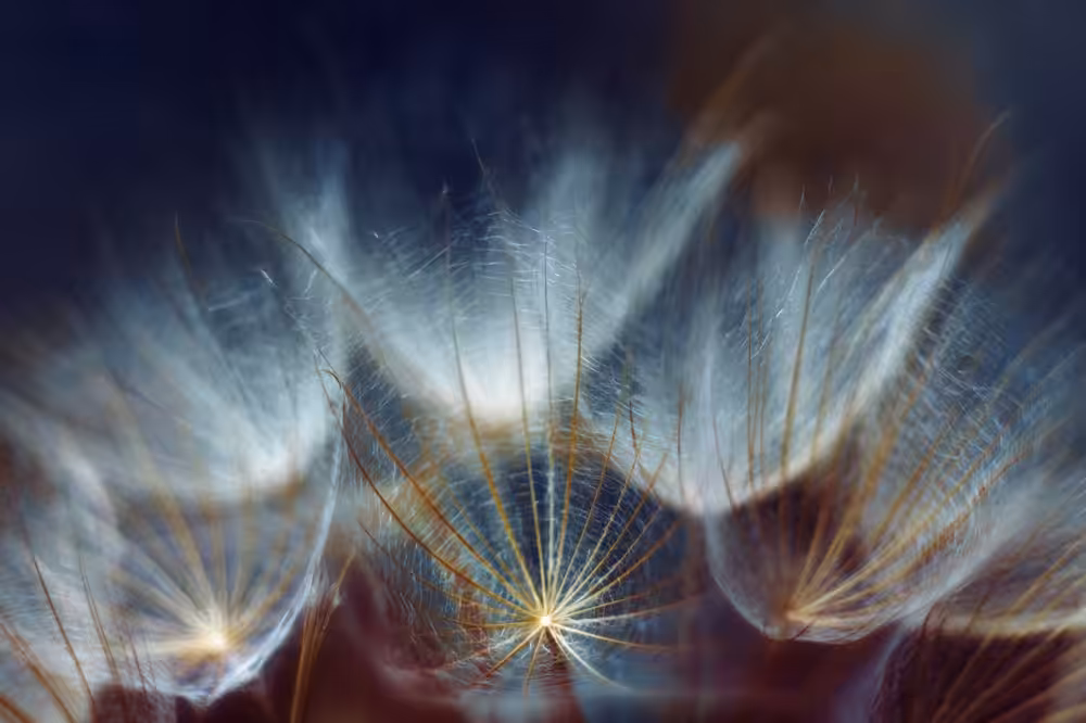 Dandelion Universe