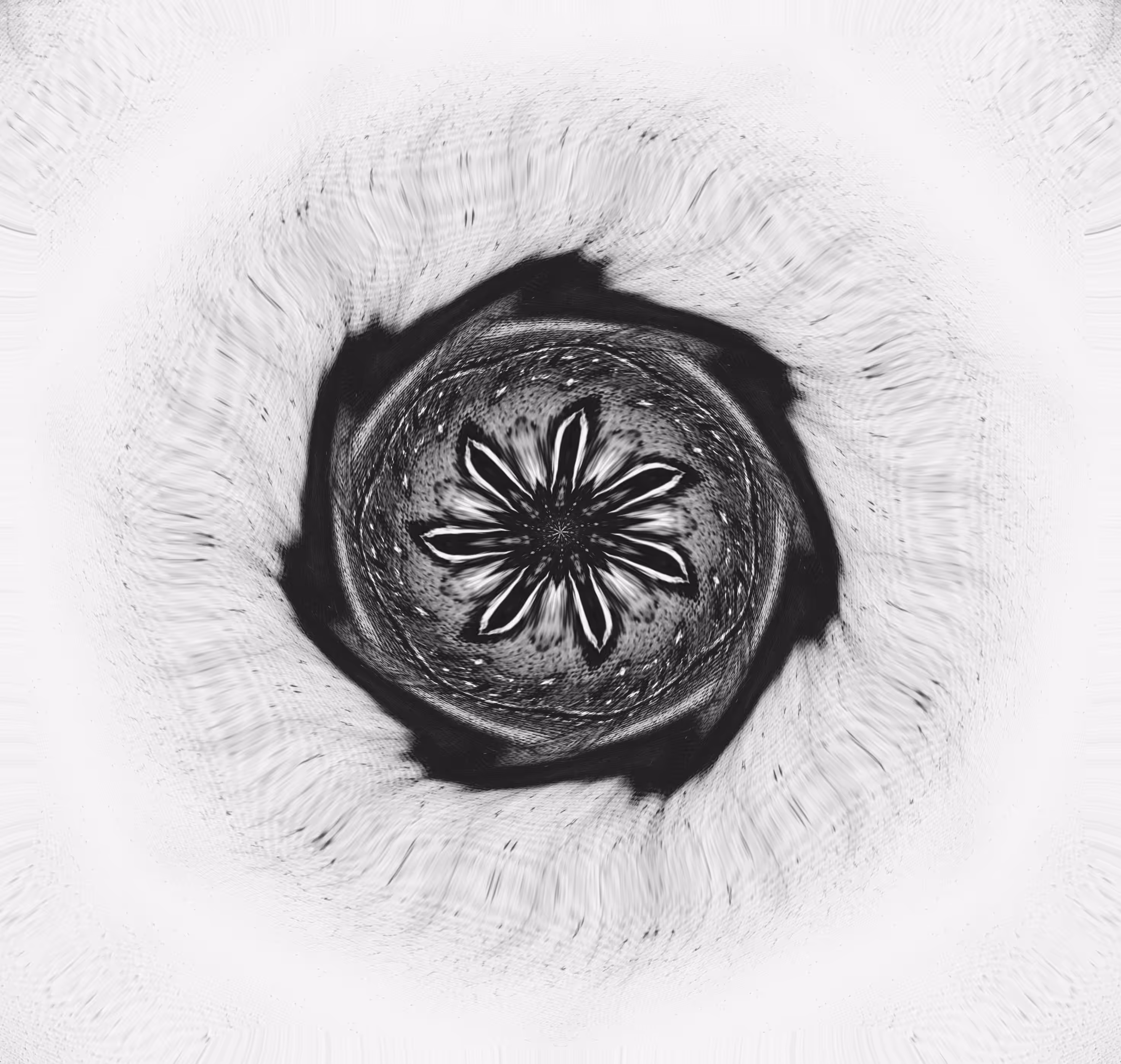 black rose