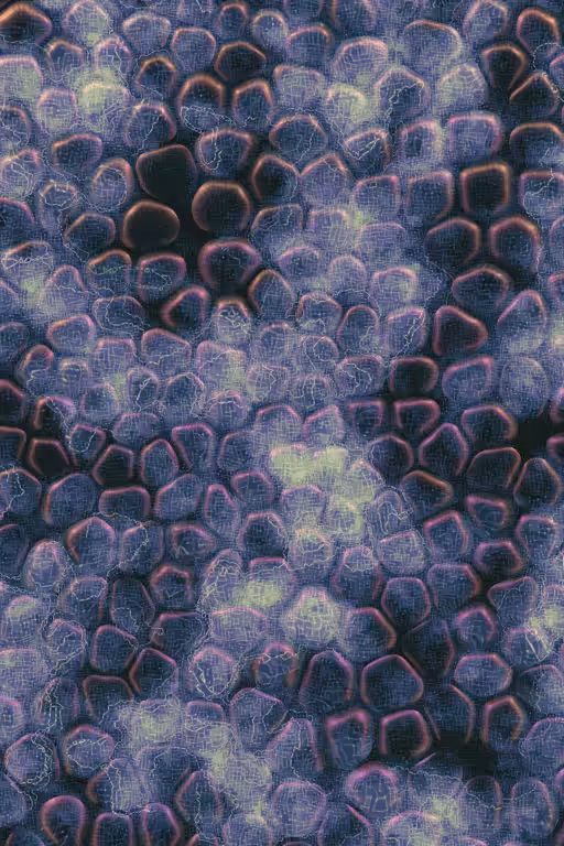 Vitreous #21