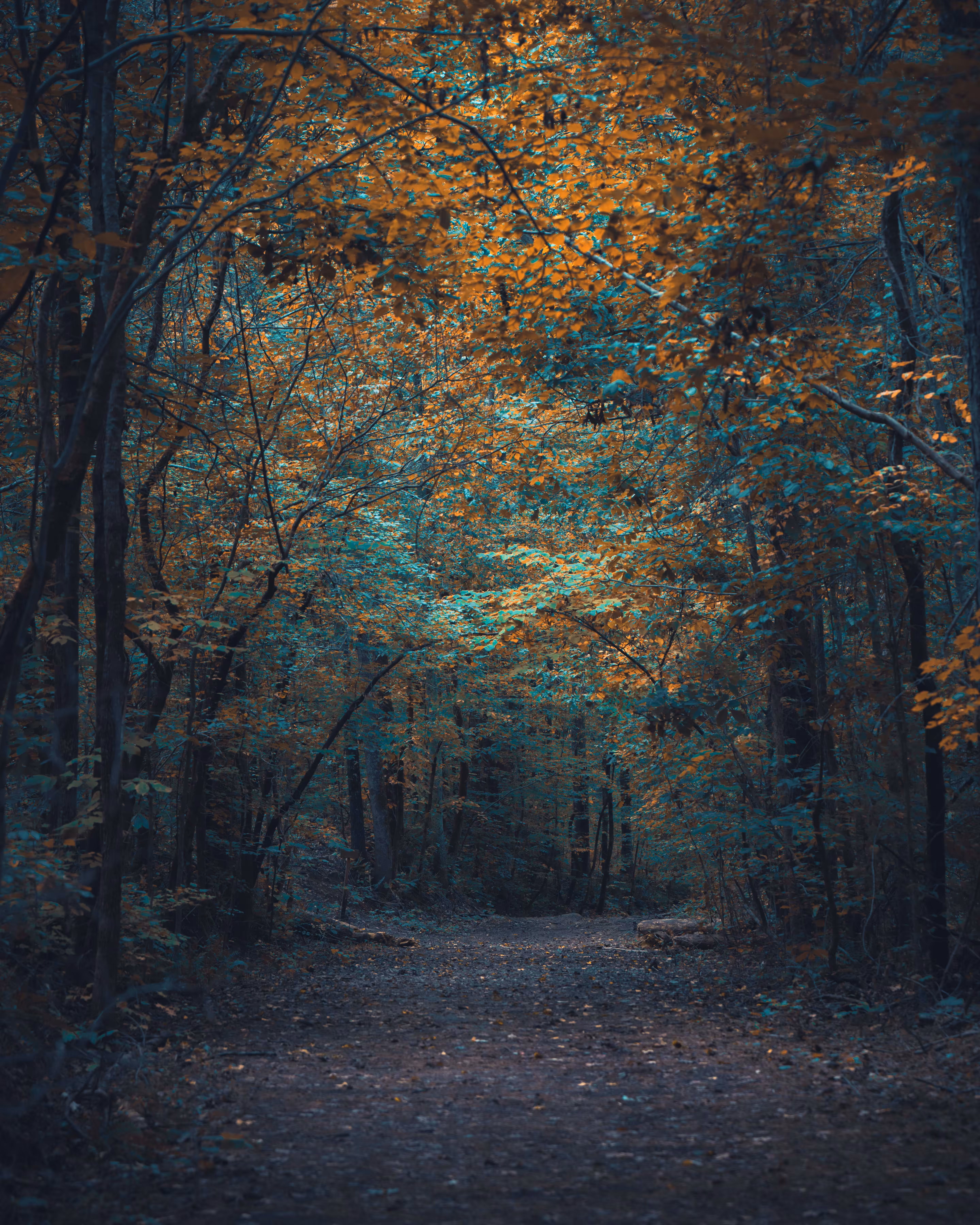 Enchanted