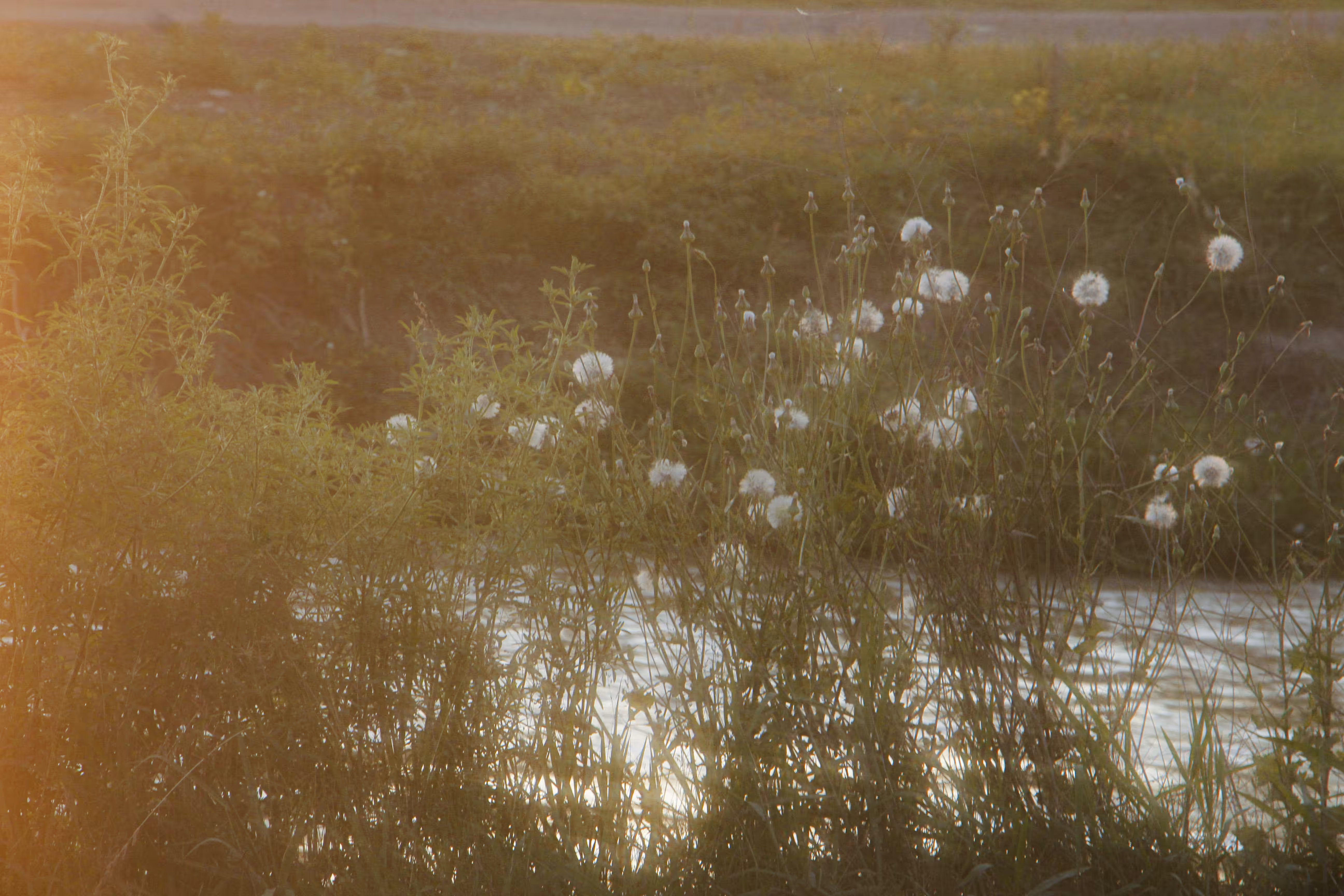 Sun touches every leaf gently