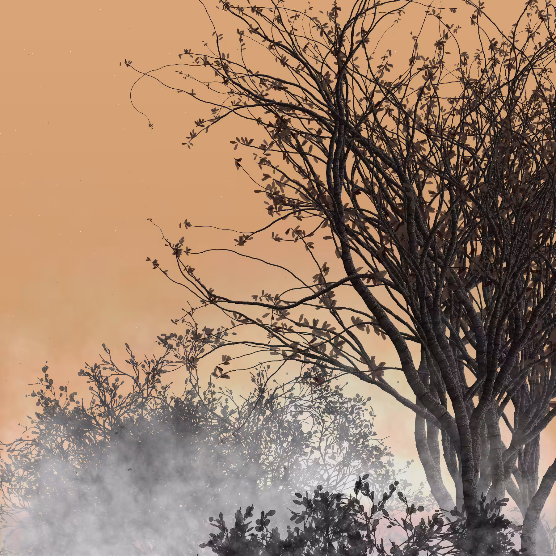 Morning Mist #231