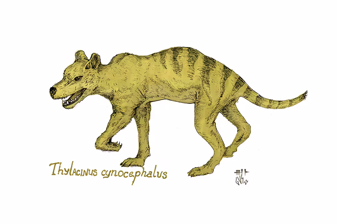 Thylacine
