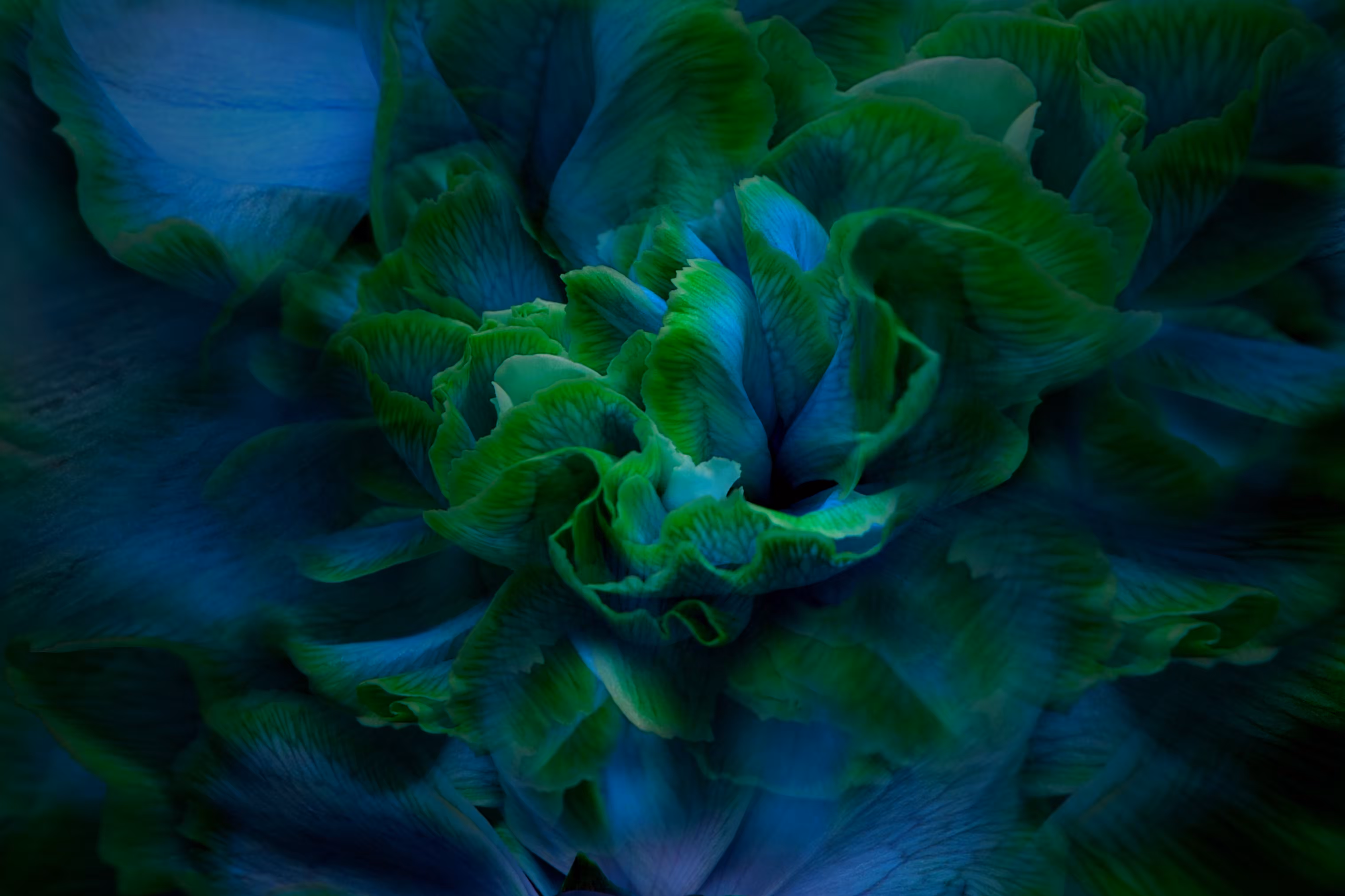 petal play #1
