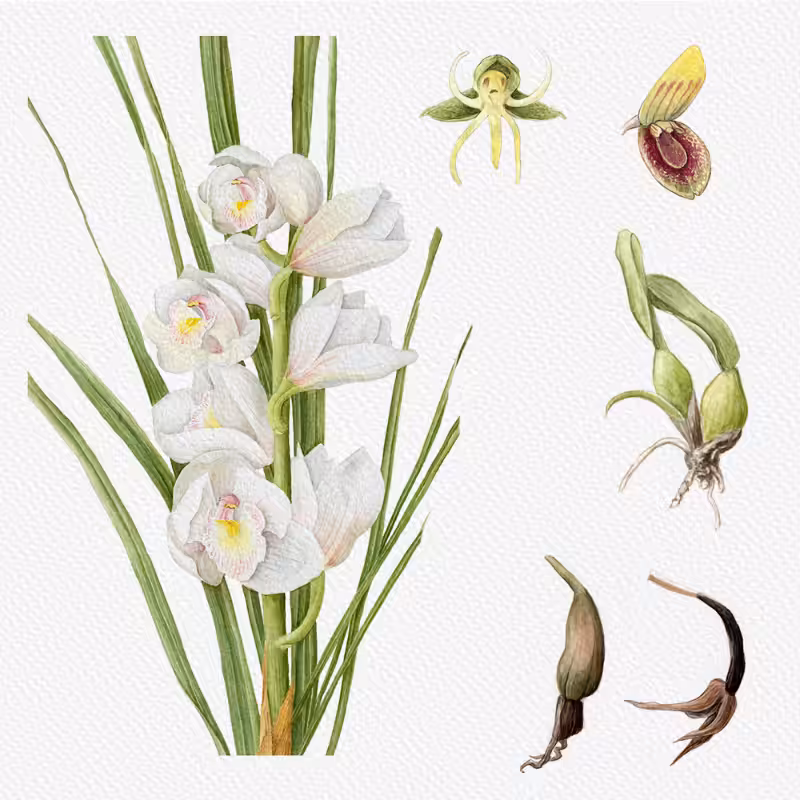 Botanical Illustration - Orchids 1 #31