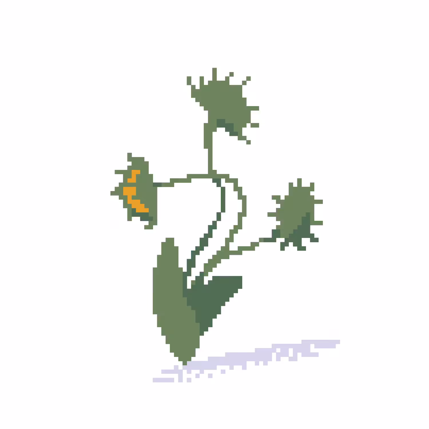 Venus Flytrap