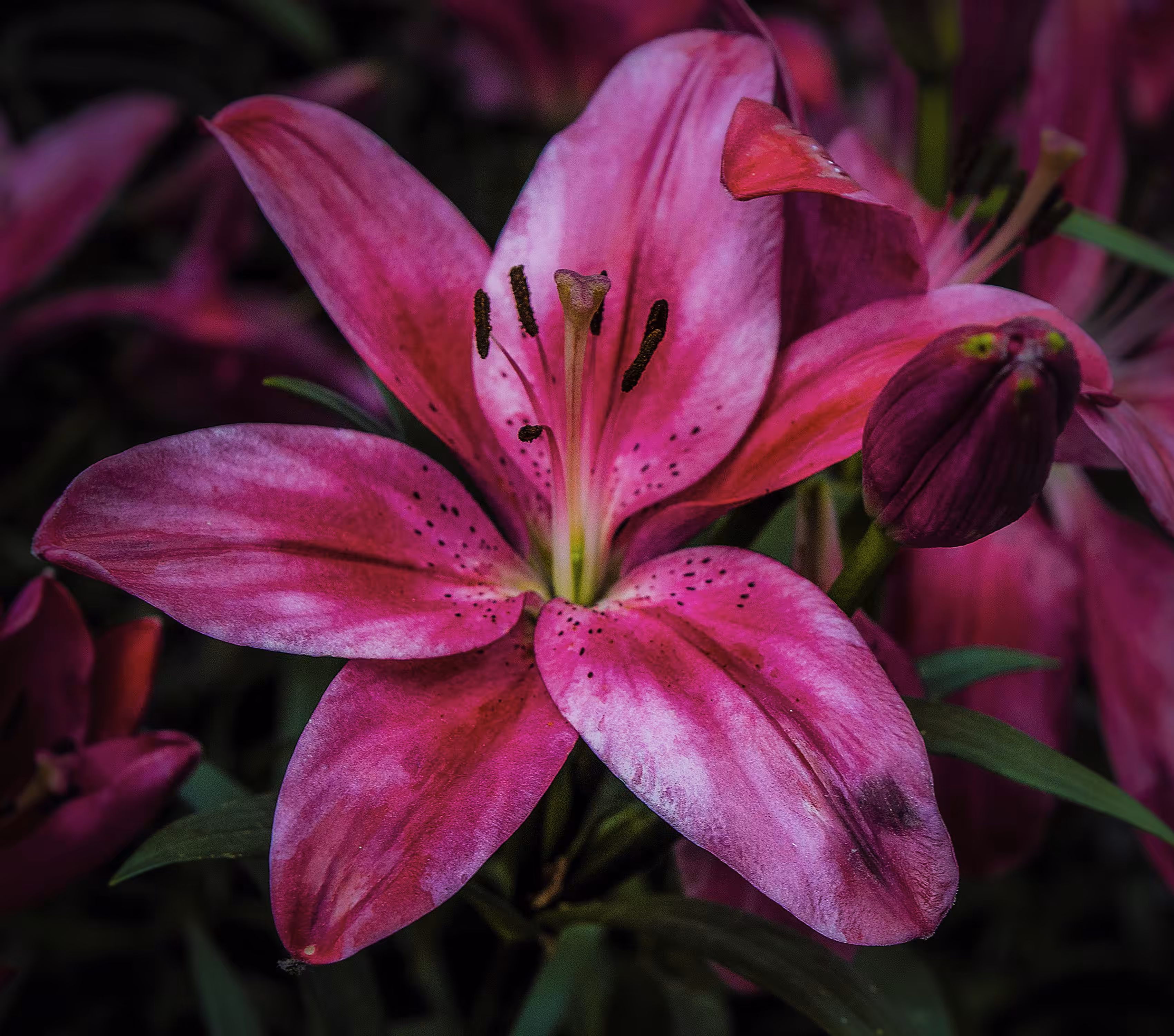 Tiger Lily 