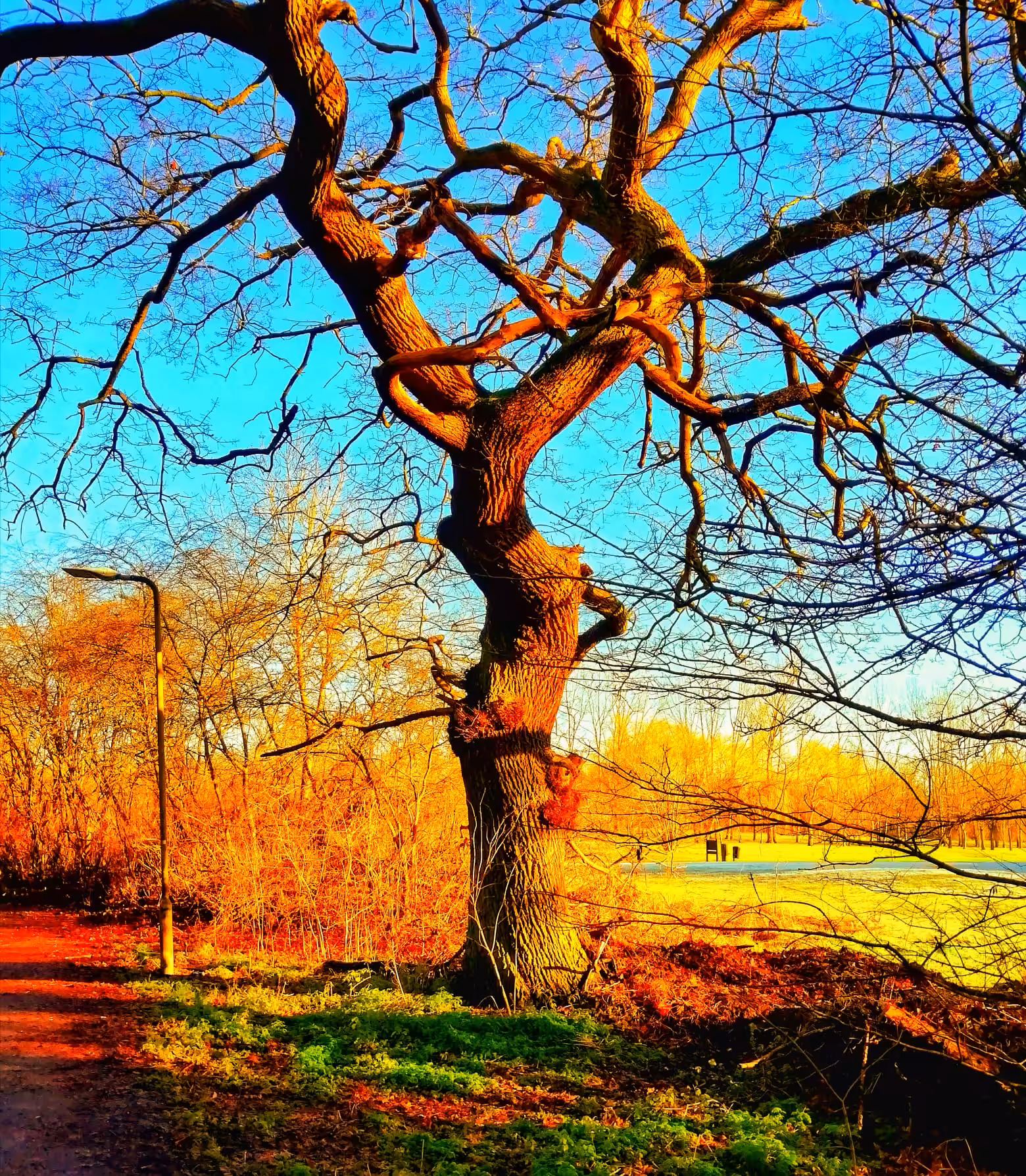 Winter tree of peace for all mankind
