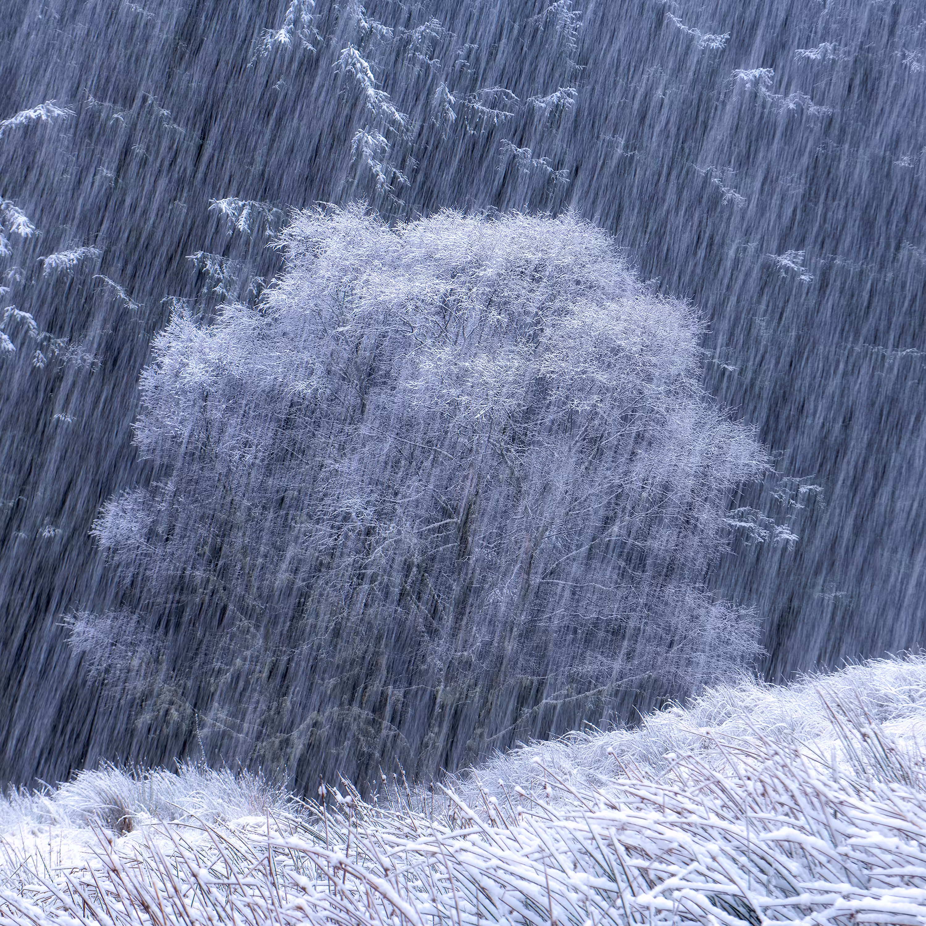 The heart of winter - 1/10