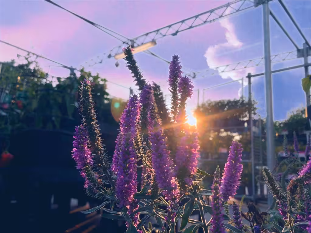 Lavenders kiss the lilac sky 