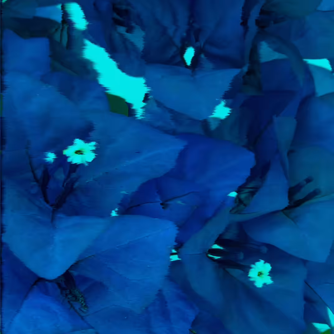 Flowers are happiness