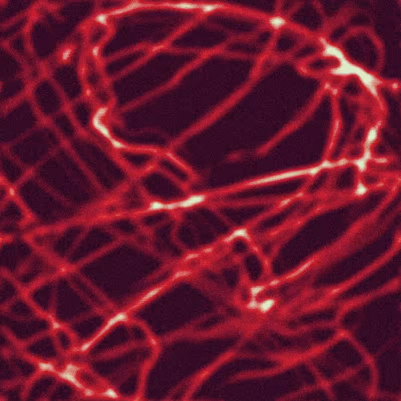 Rhizome #8