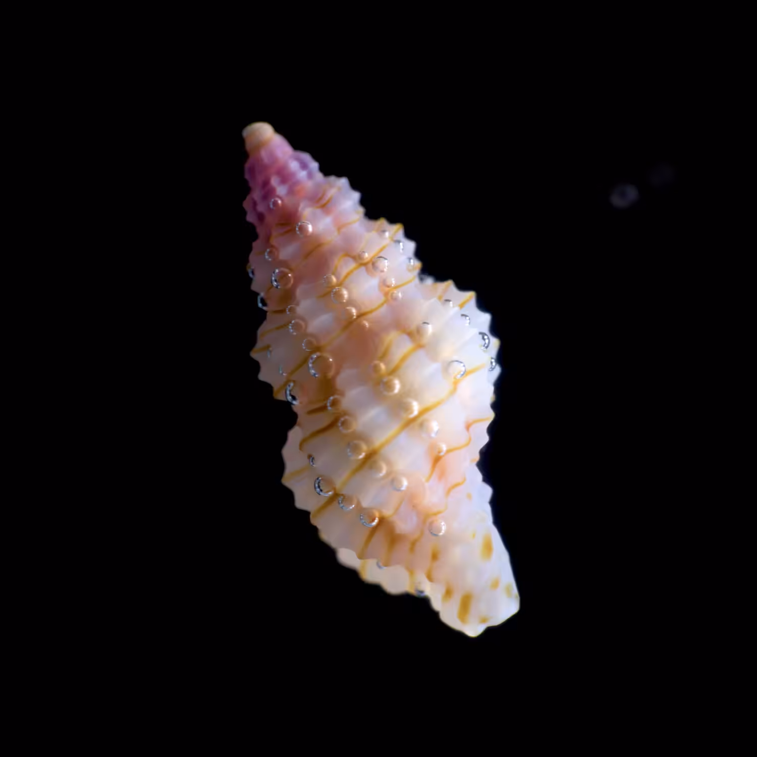 #05 - Bubble Shell