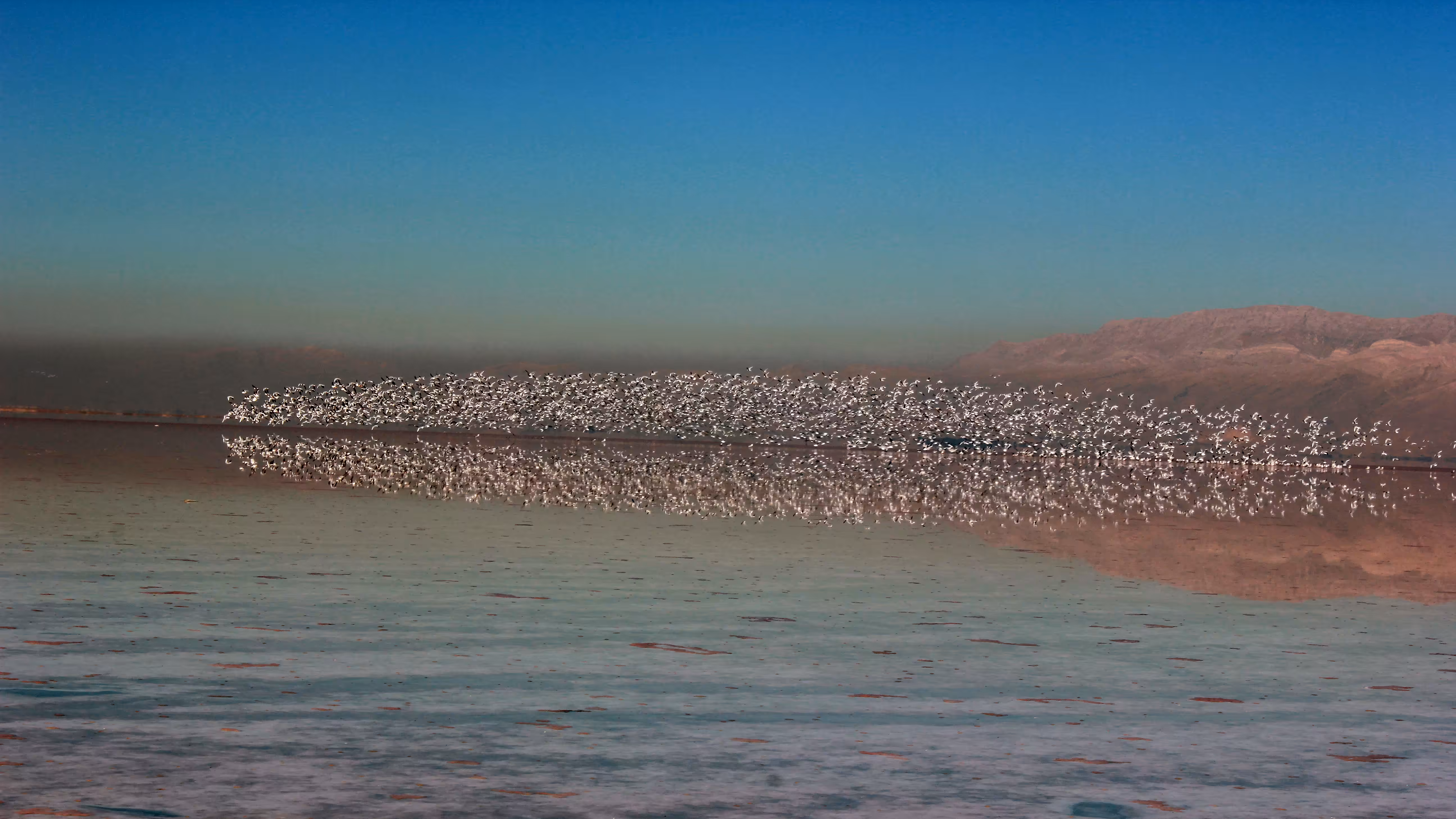 Migratory Birds.../Original Size :5184/2916Pixels 