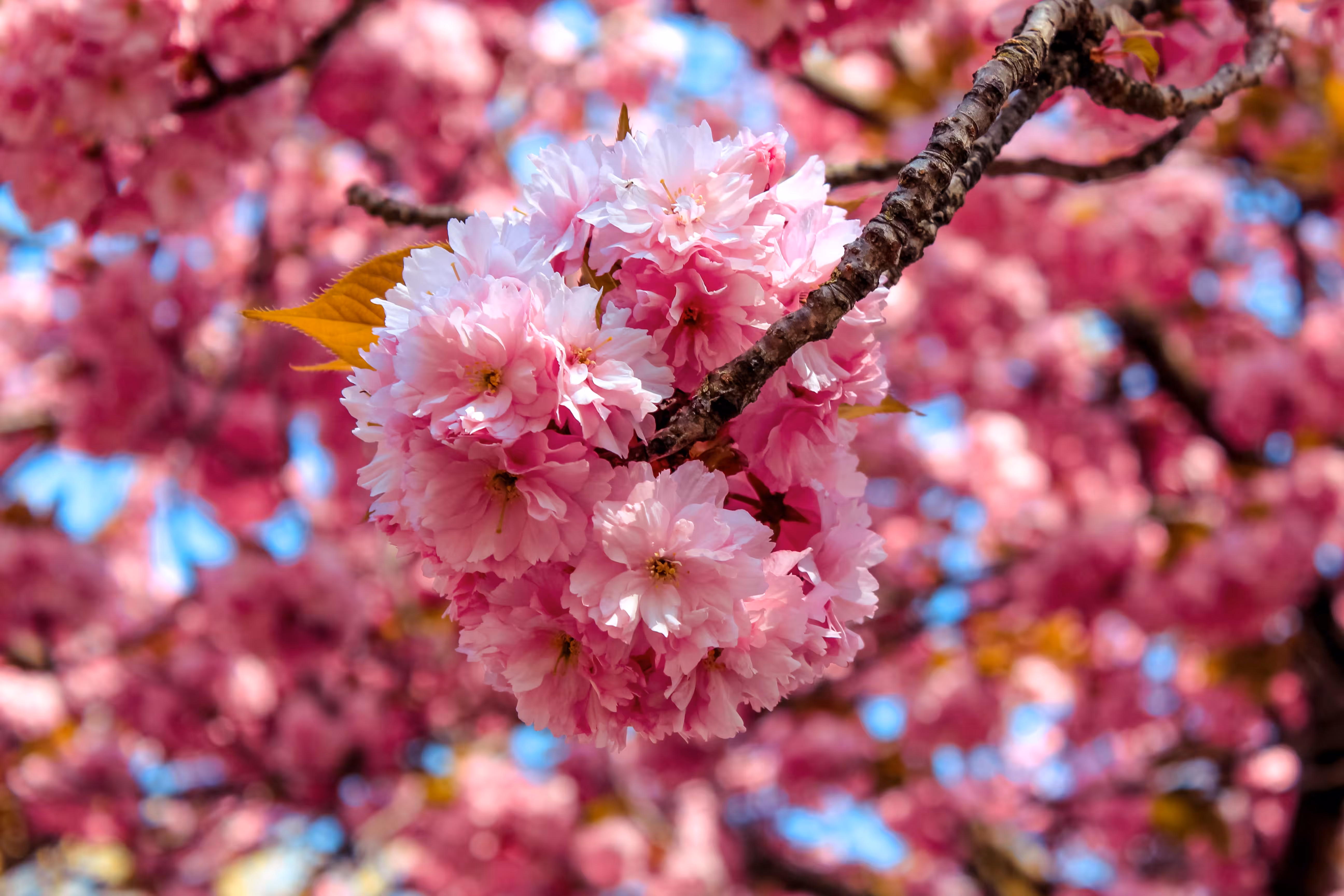 Pink blossom in Utrecht
