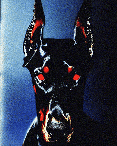 𝙍𝘼𝙍𝙀: Doberman